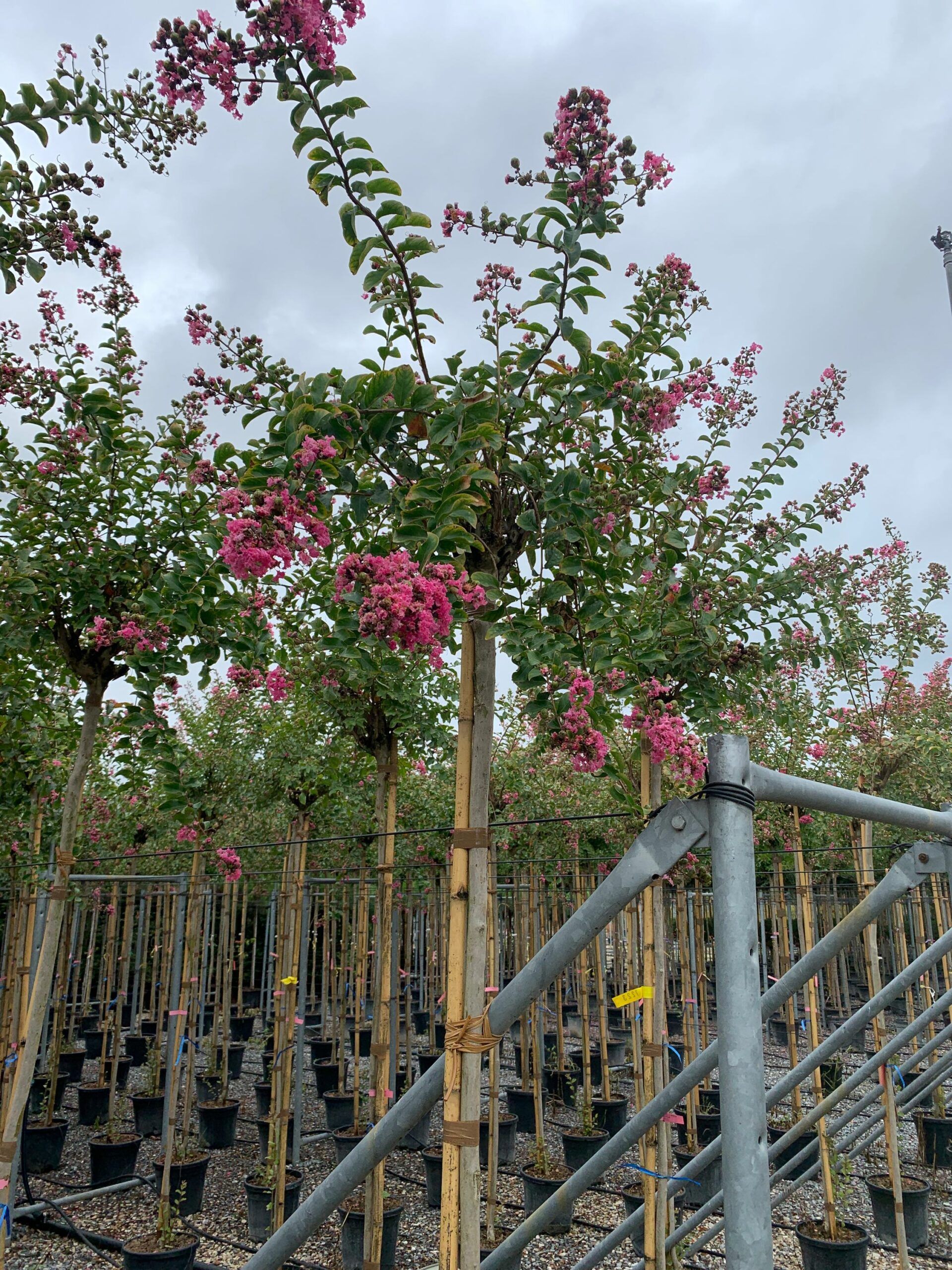 1633423234 scaled c6733c6b