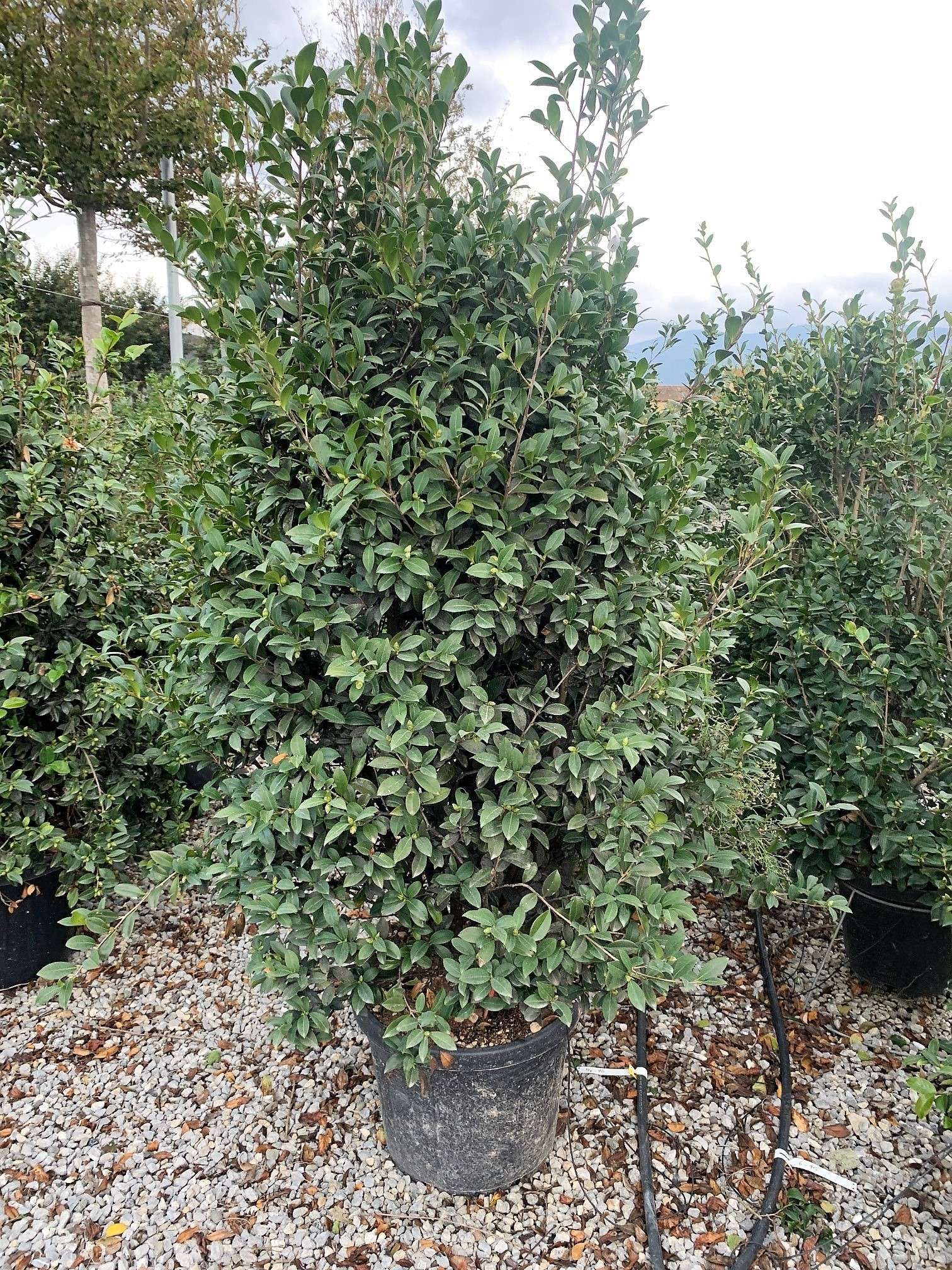 1633935044 HYRIU c6525c69