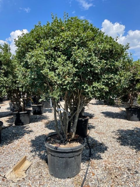 1661591187 OSMANTHUS FORTUNEI 2 2.50 c6fa1766