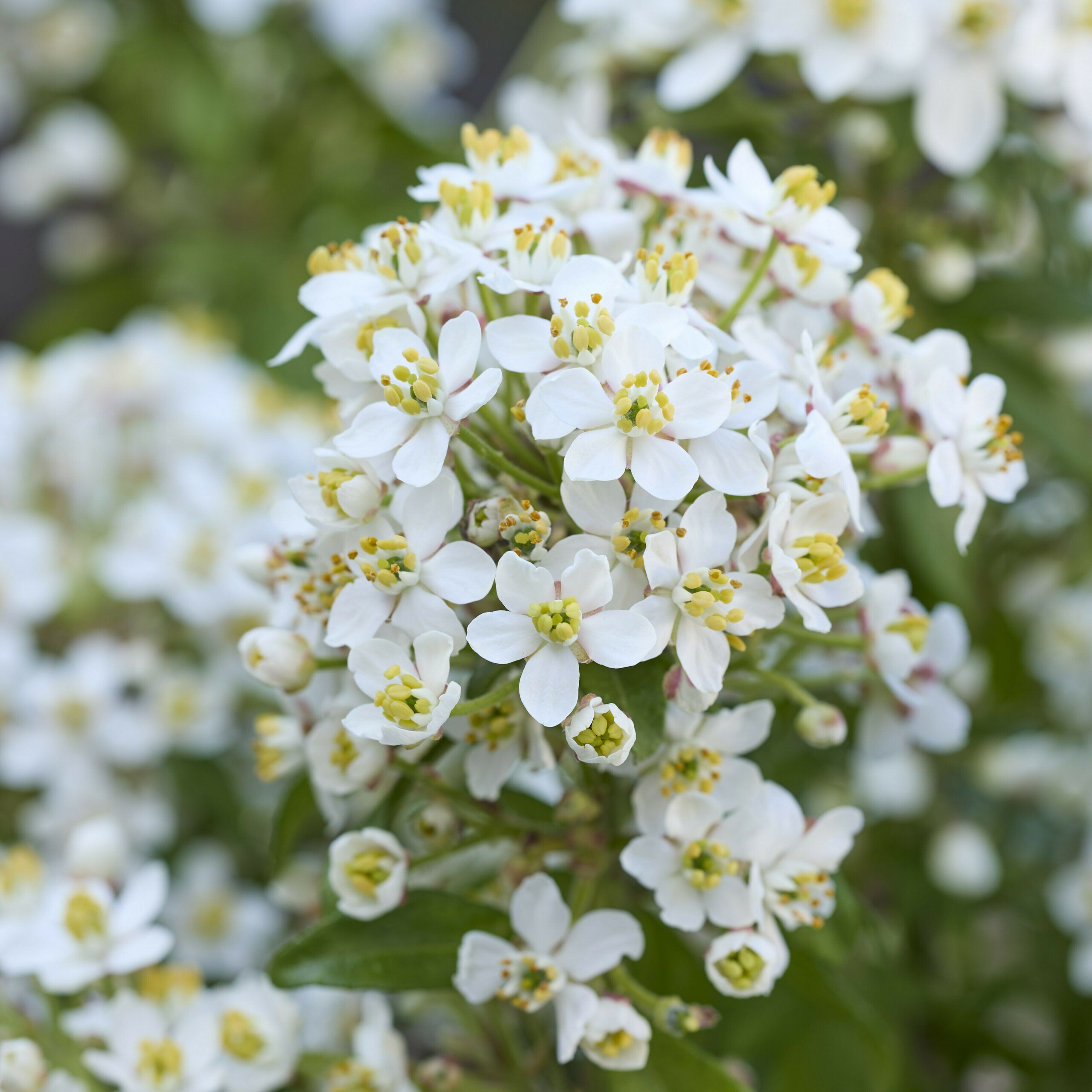 Choisya Greenfingers 13 scaled c6850524