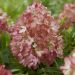 Hydrangea Groundbreaker 29 1 scaled c67ee8a2