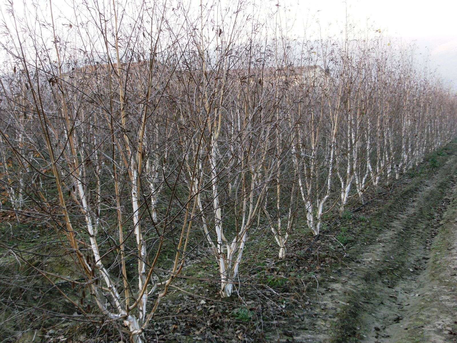 1610879085 betula jaquemontii c79c1917