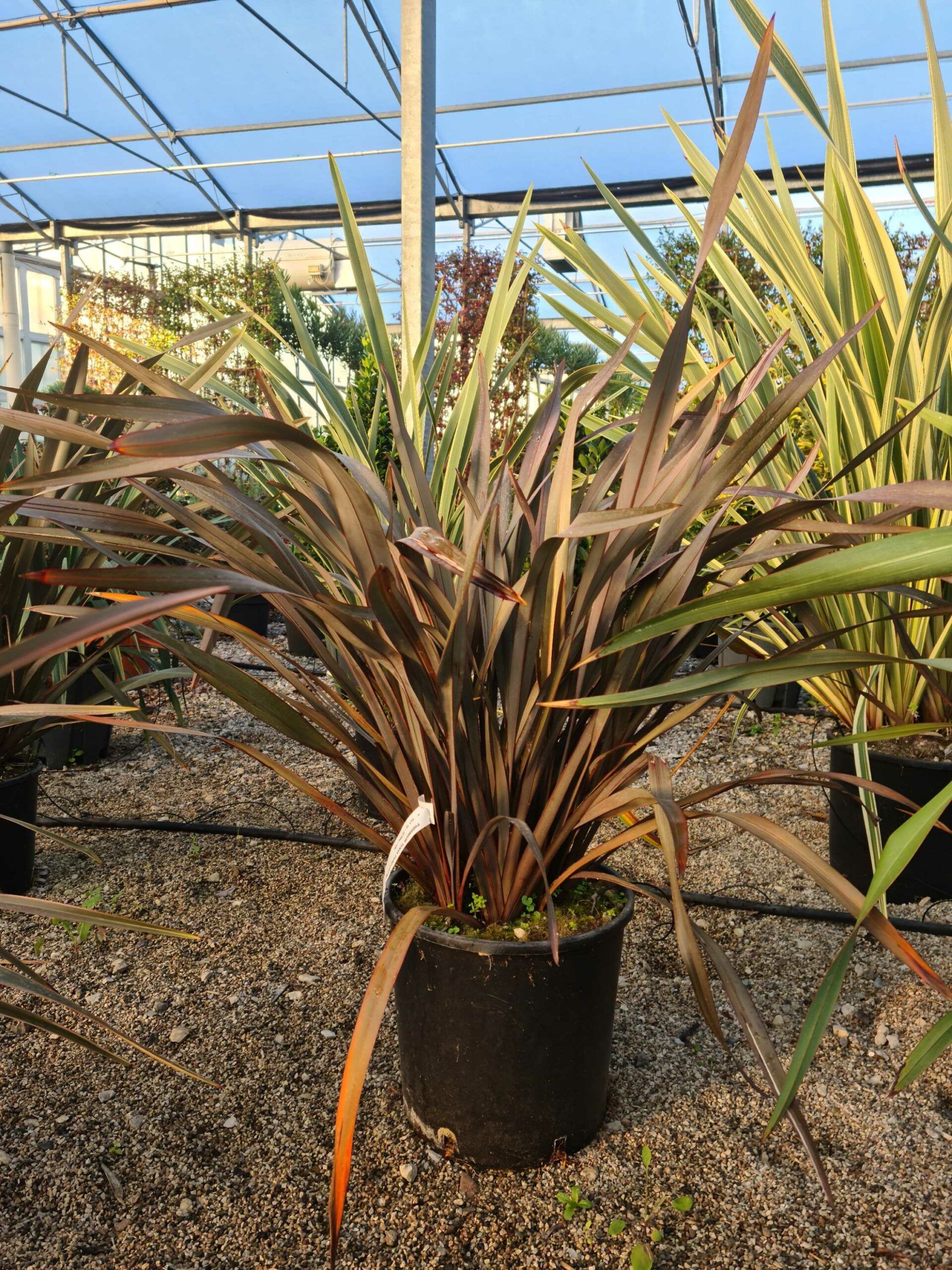 1639468393 scaled c76e8ca7