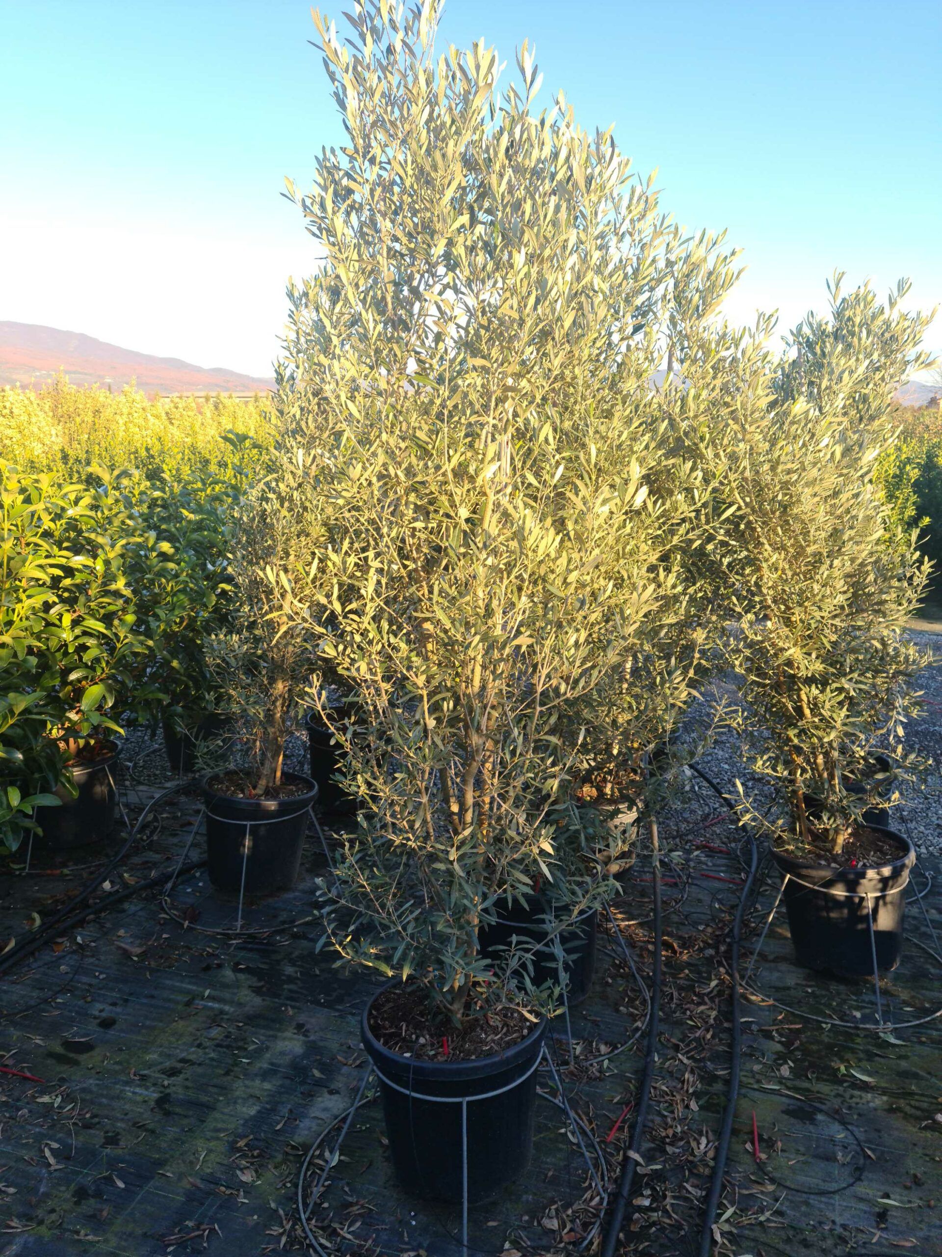 1639665331 scaled c7d8049d