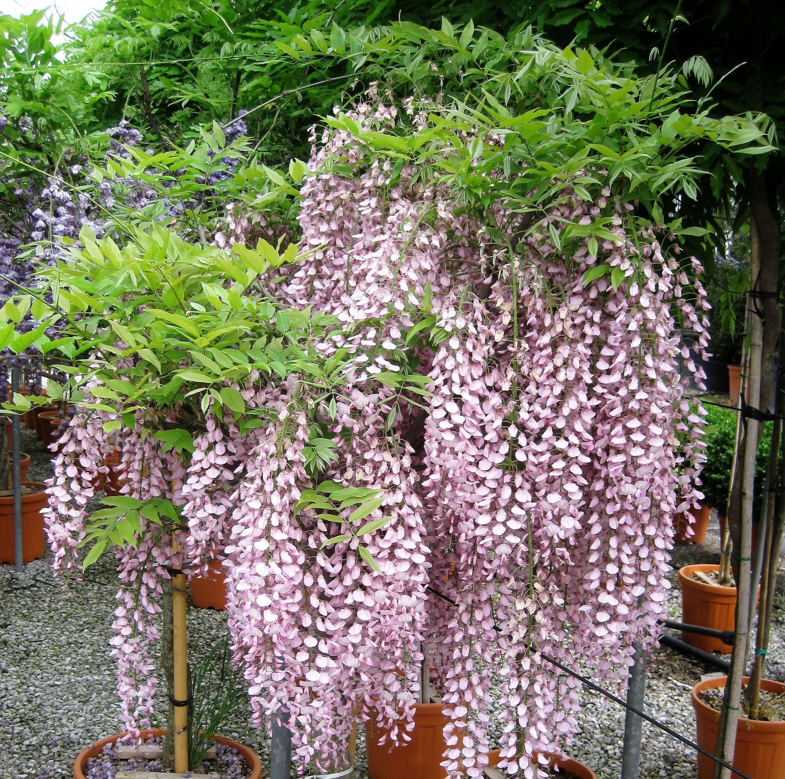 1645806496 425 Wisteria floribunda scaled c70caf43