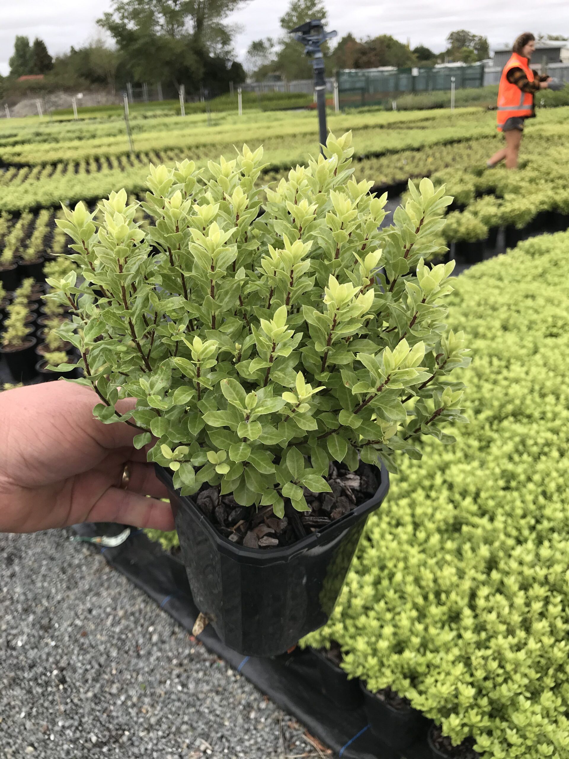 Pittosporum Beach Ball 1 scaled c77aa3ed