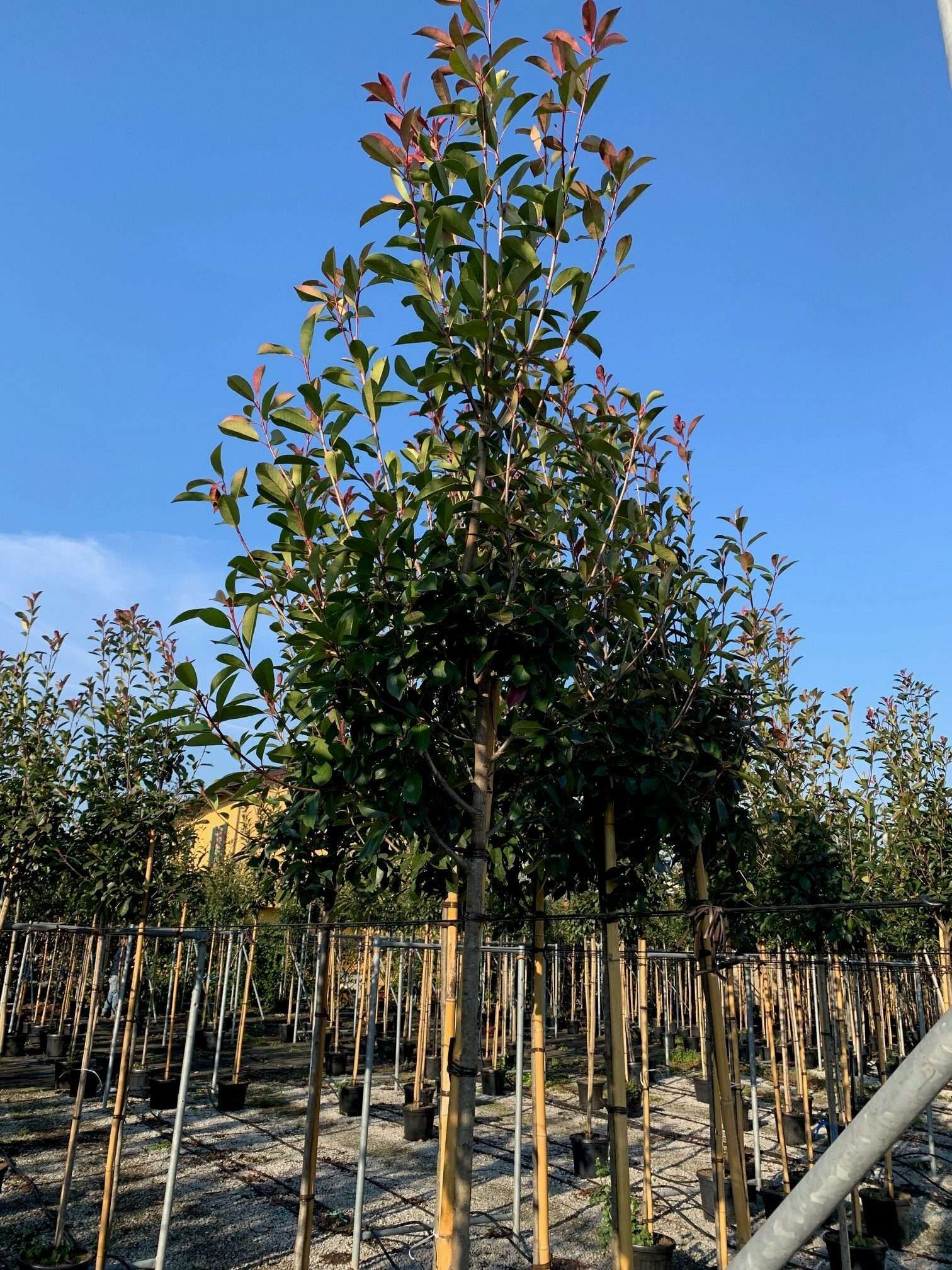 1606498886 rotated c8b4b8f7