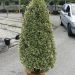 1610737814 Euonymus Bravo Cone vlt25 c8cad44e