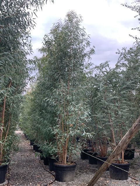 1611661060 Eucalyptus rostrata c285 5 6mt c879ed5c