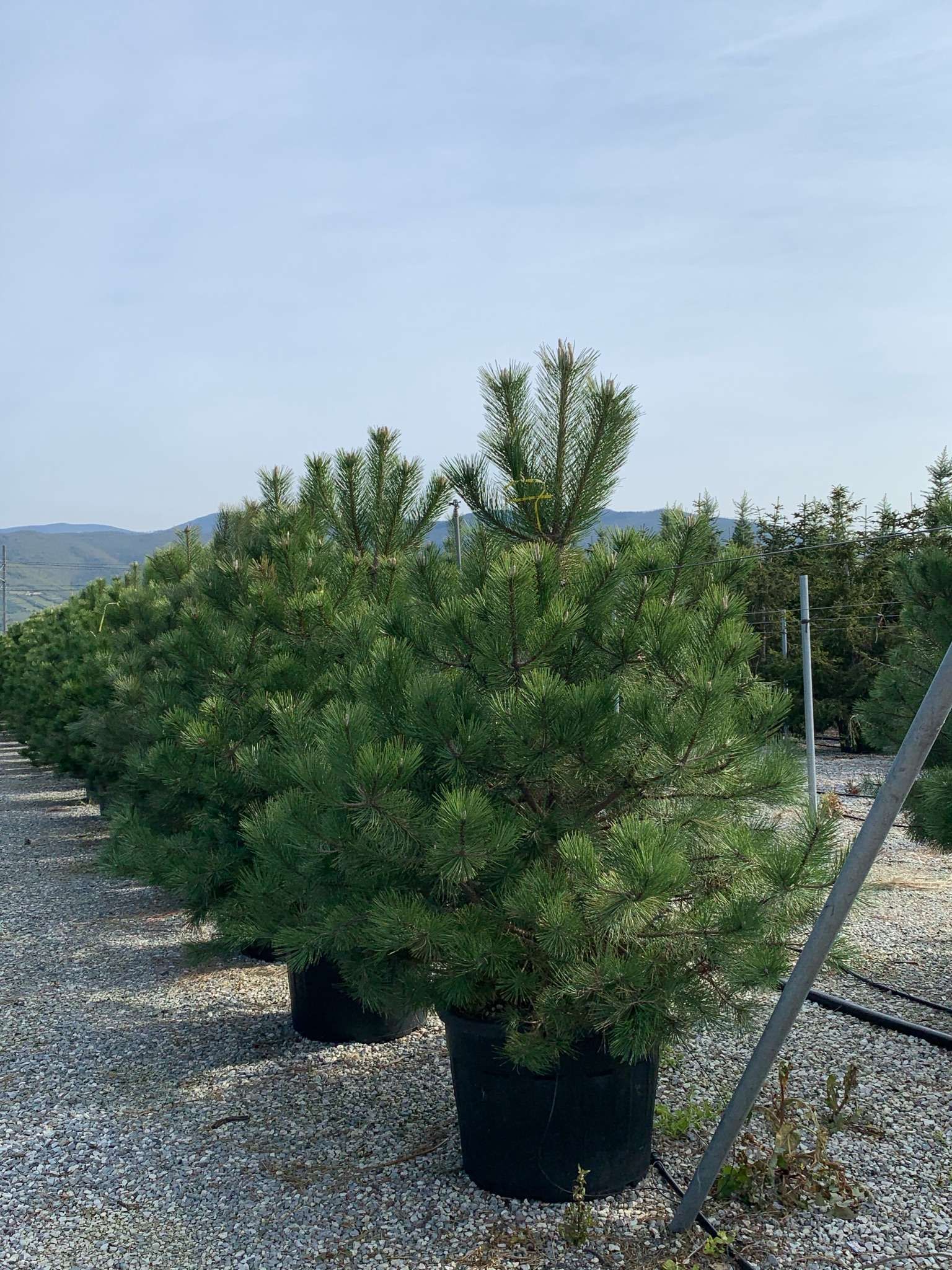 1618931067 01f0f7a37e8dfd6049c6175c705bbacd71e189ef5e c848c547