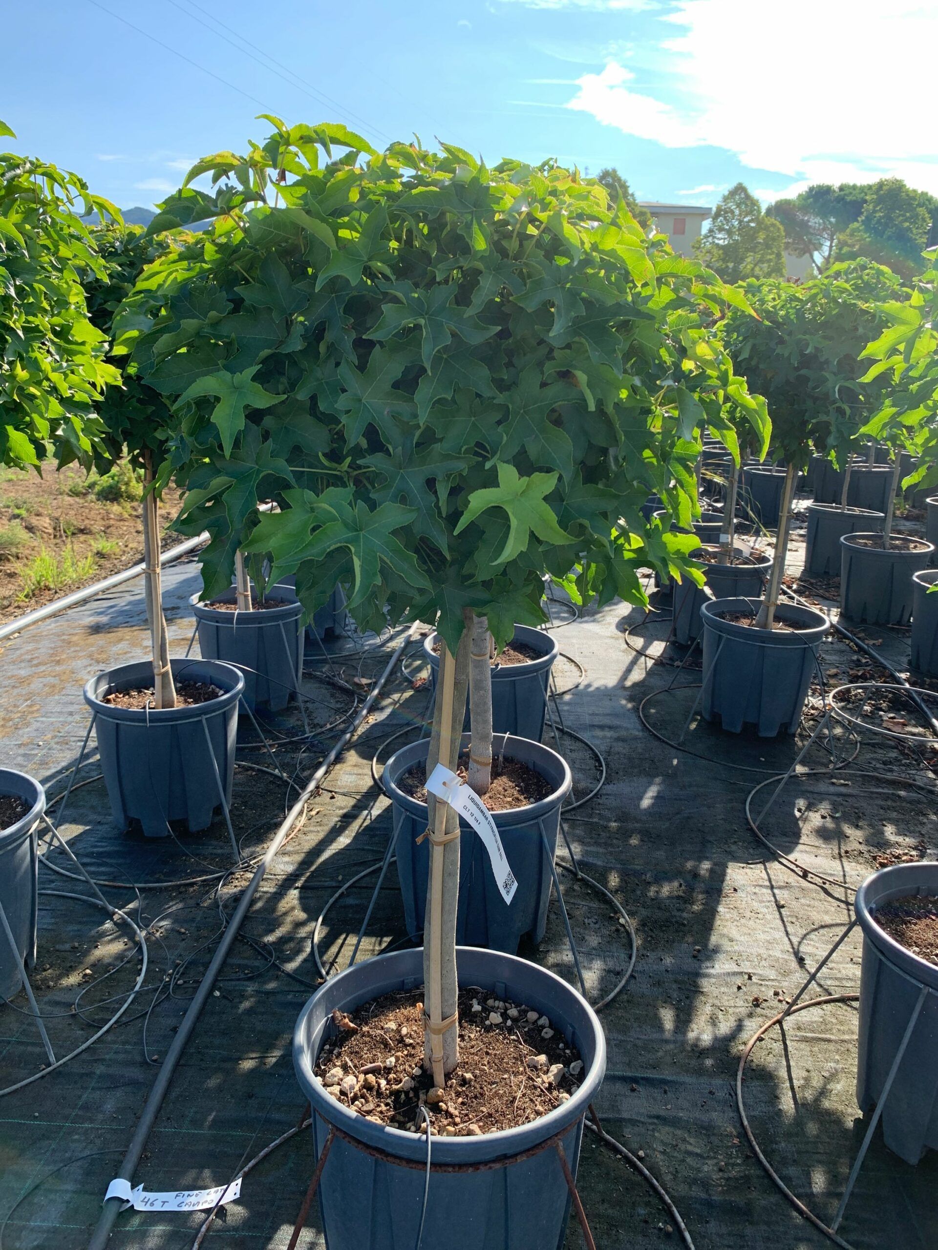 1662103847 scaled c8c76600