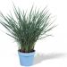dircool Dianella Coolvista Pot c82f8360
