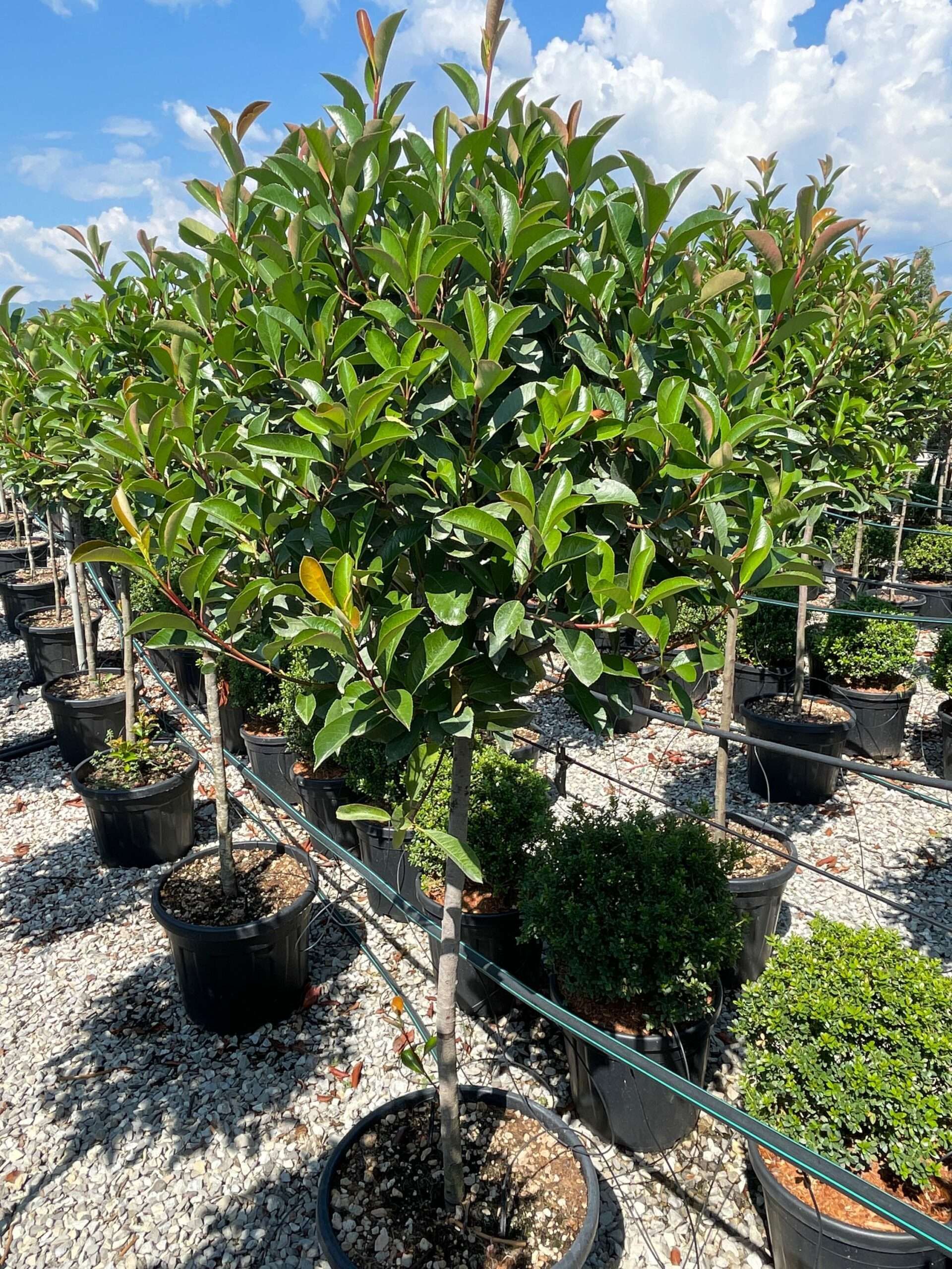 1661508937 scaled c9cd68ea