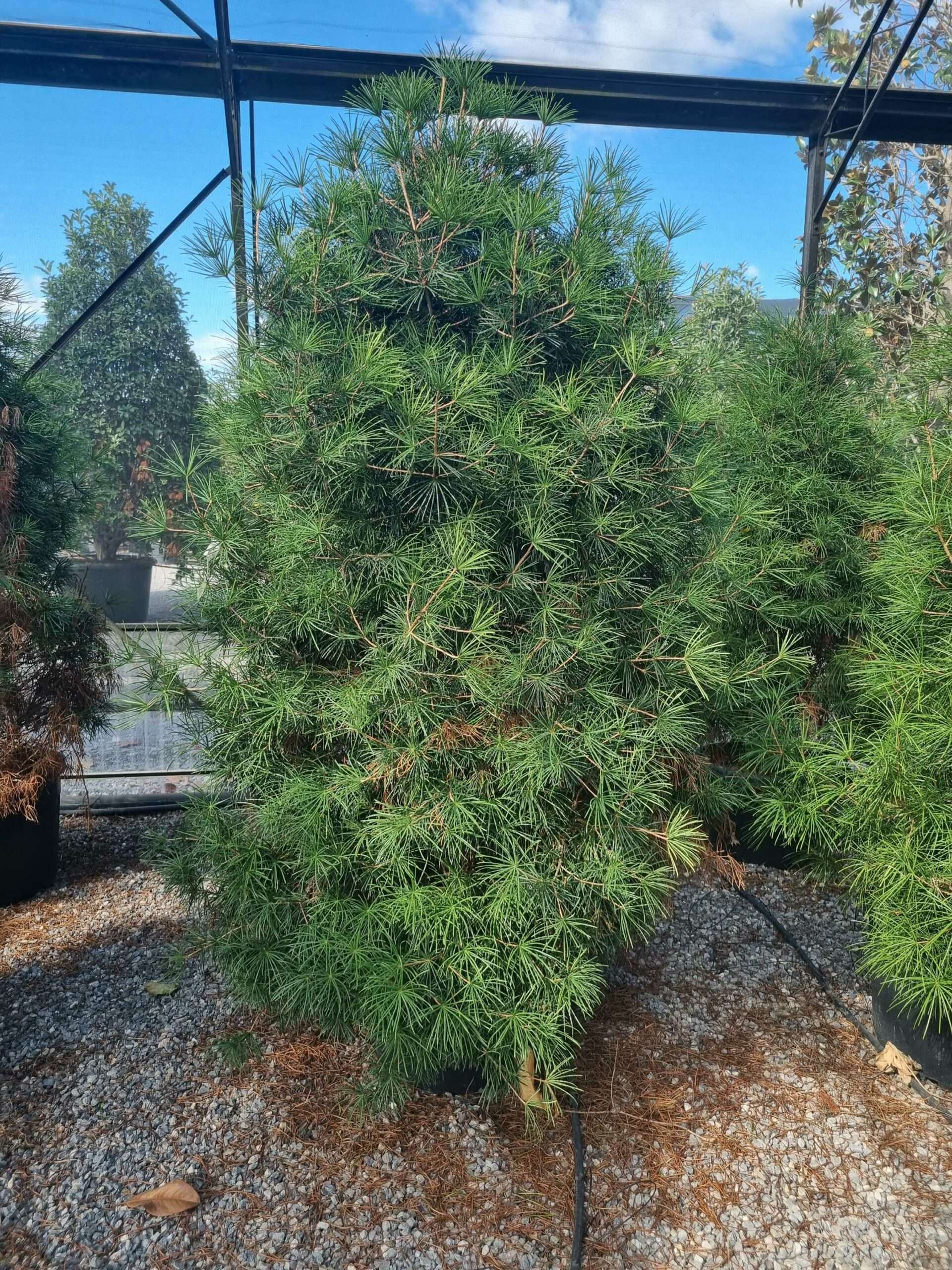 1663579462 scaled c95f2c90