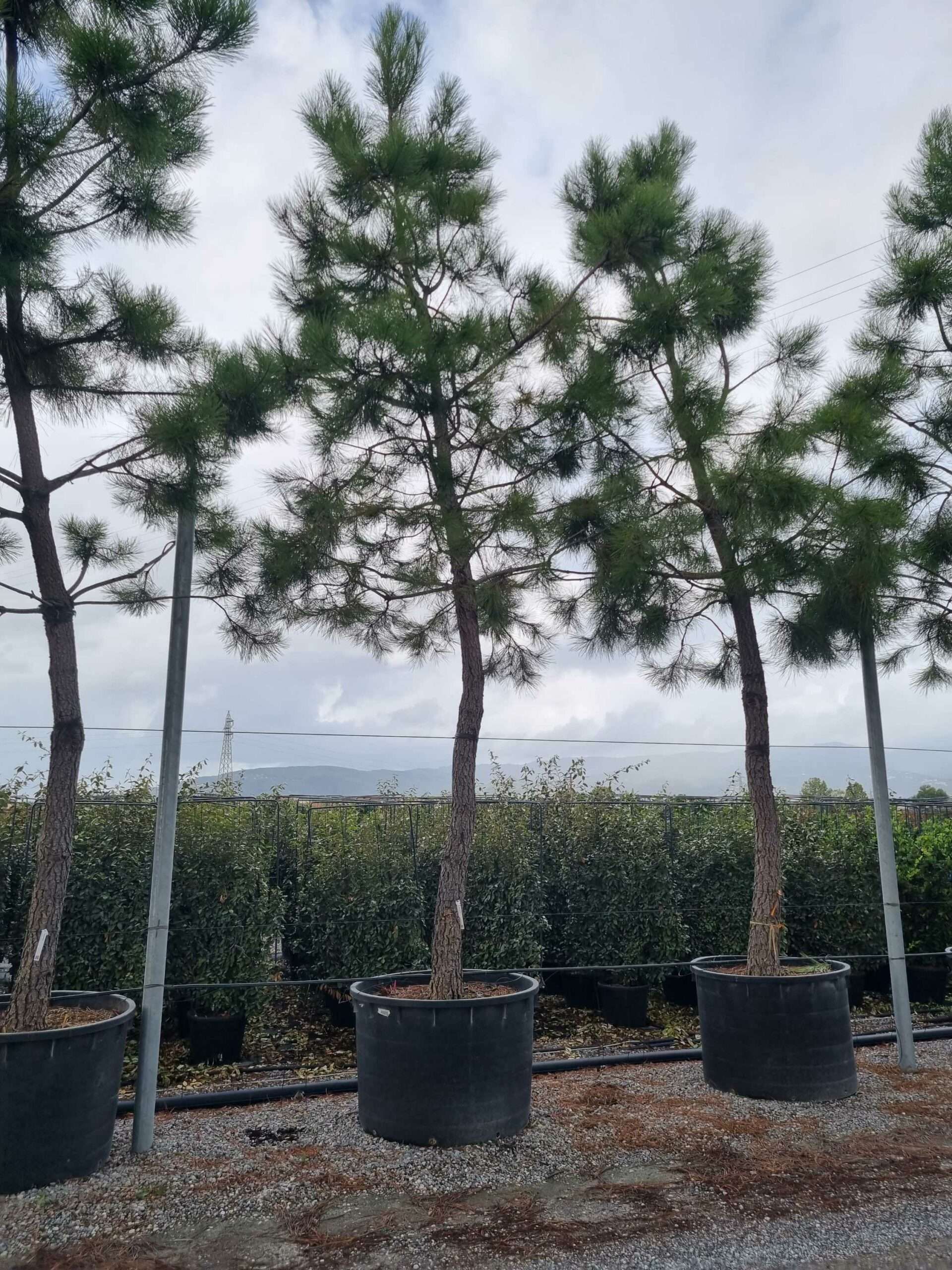 1664444188 scaled c9b889f1