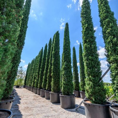 CUPRESSUS sempervirens 'Garda'