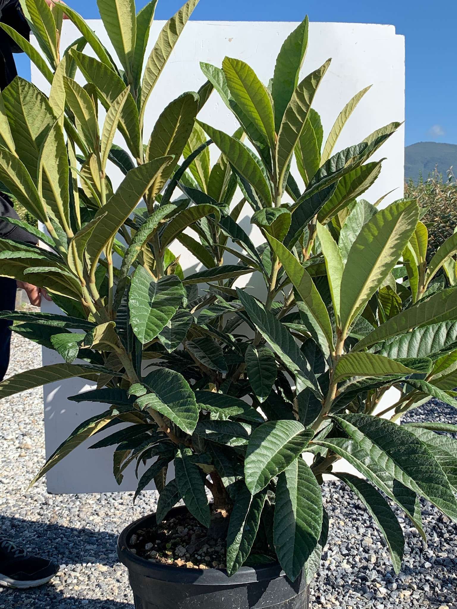 1603176851 01a74bb559e8d507d1934a5569092d6274277e3479 ca202119