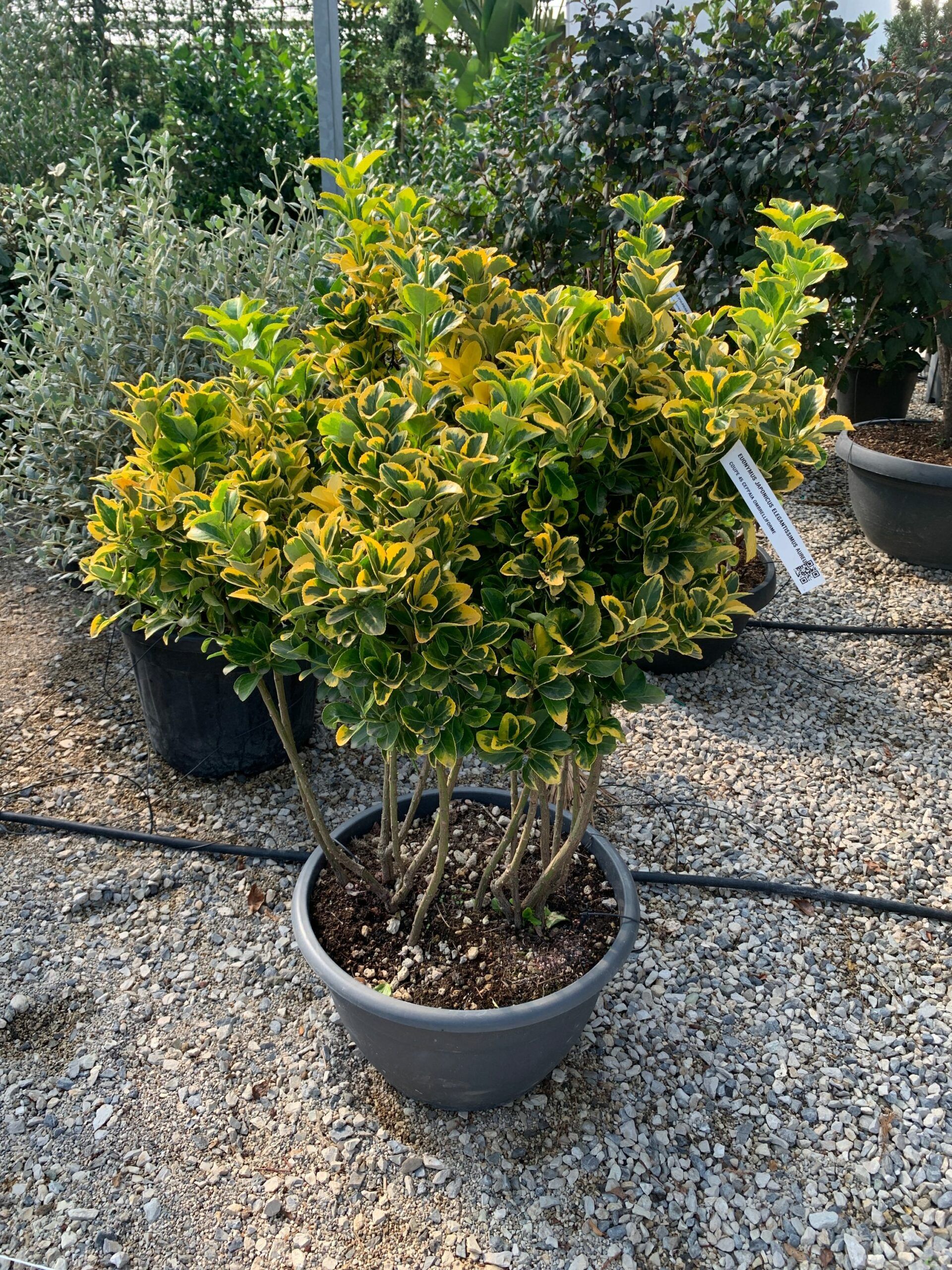 1632834807 scaled caec005d