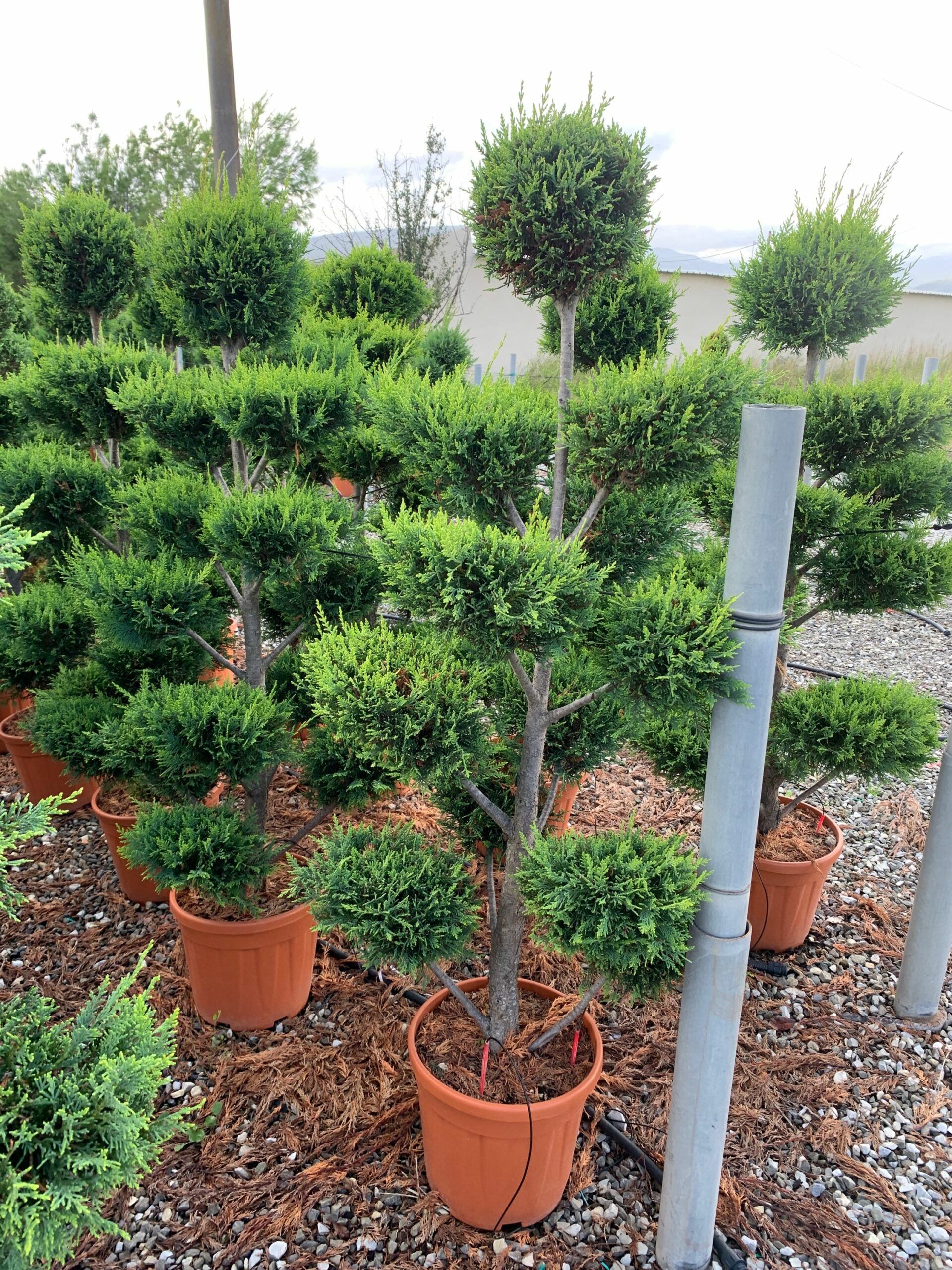 1633442779 scaled caa31949