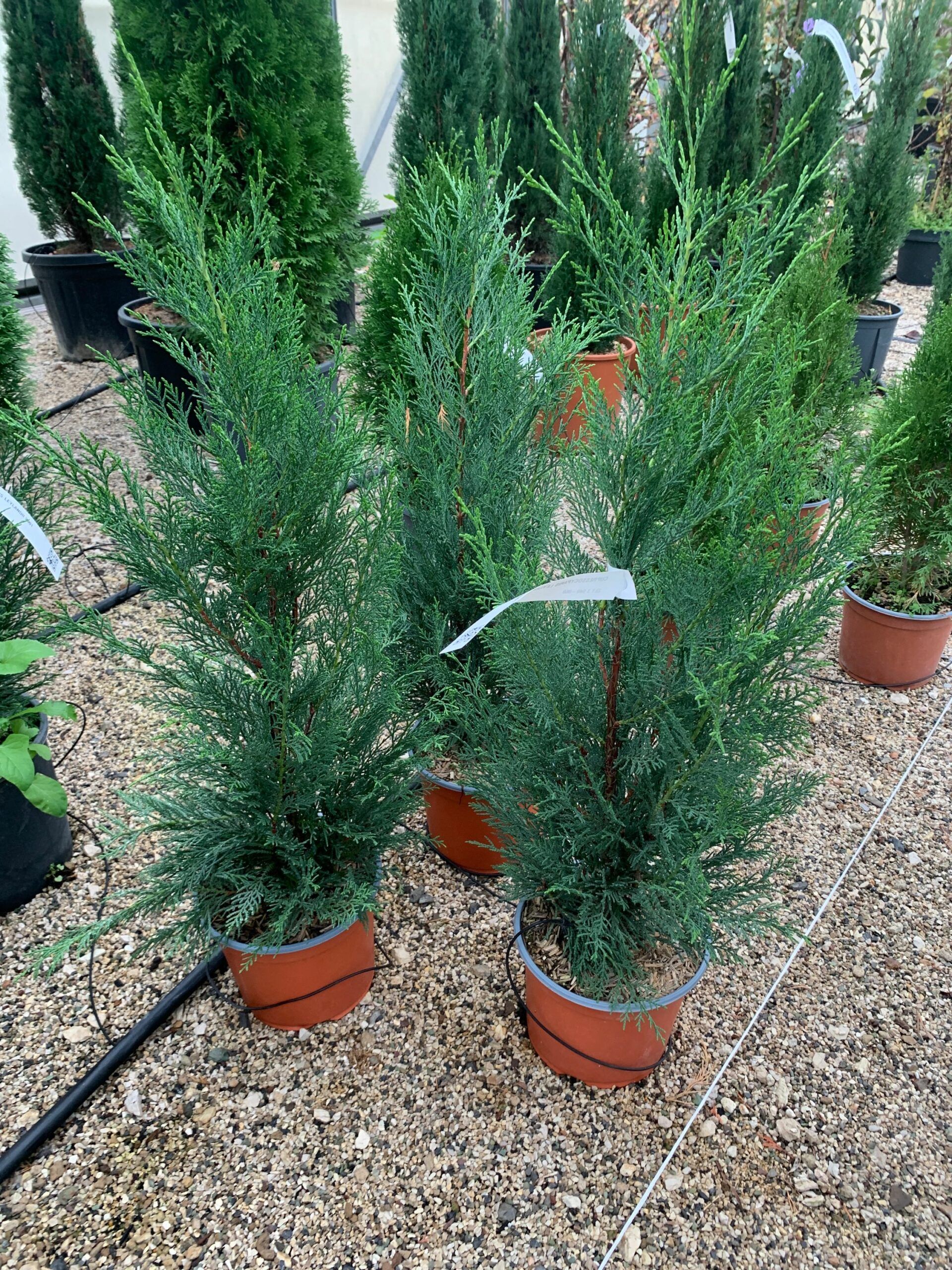 1636969346 scaled caef902e