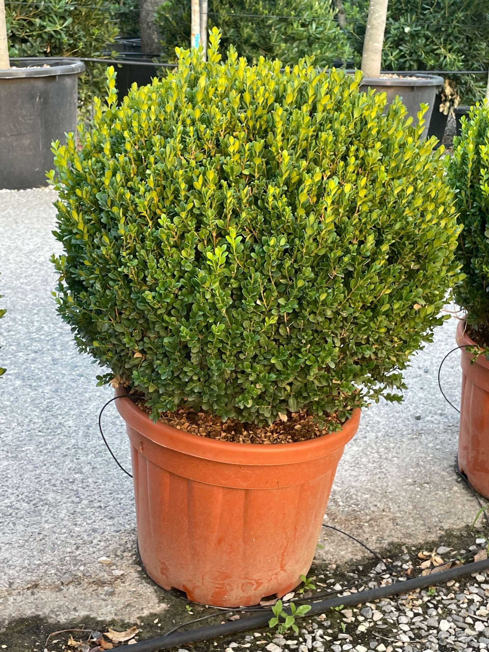 1659461603 scaled ca5acbbb