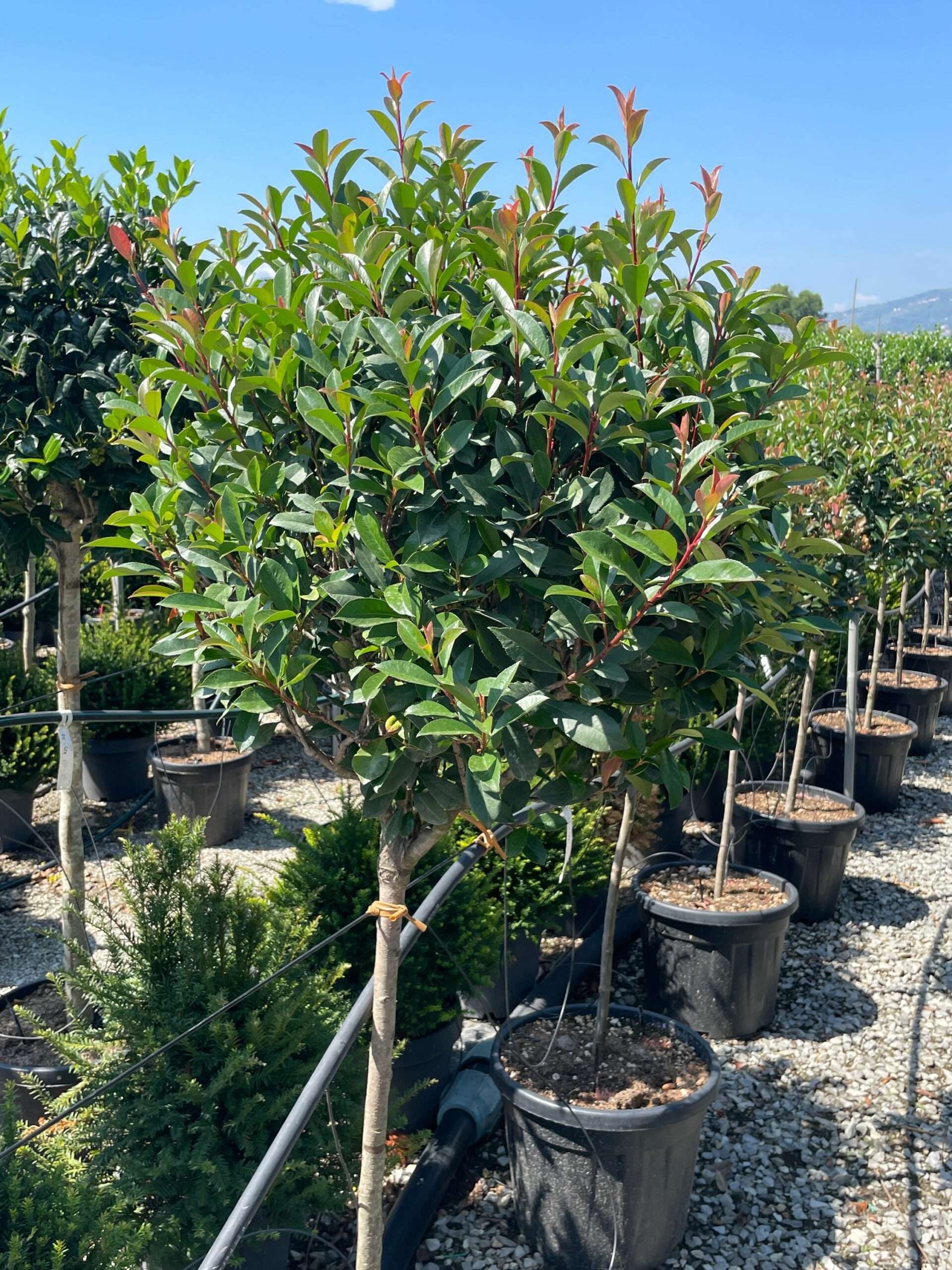 1661508898 scaled caf21243