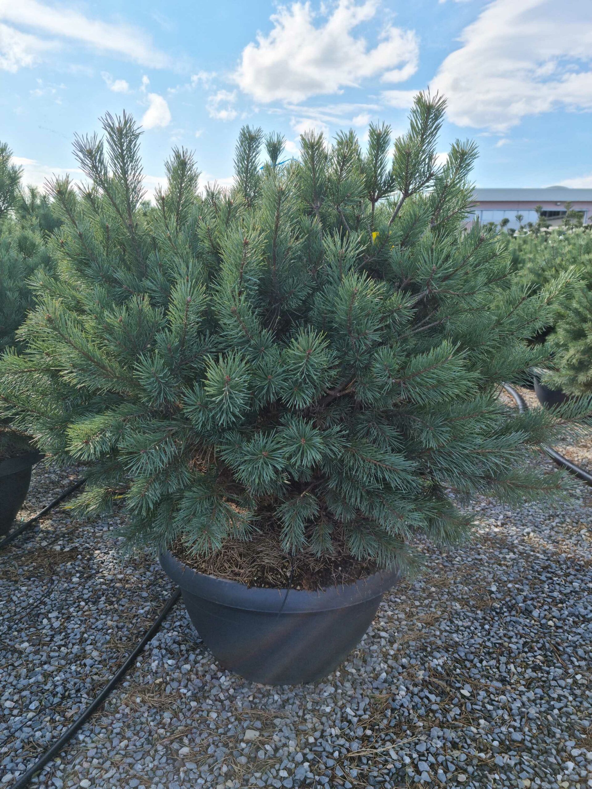 1677749866 scaled caceb234