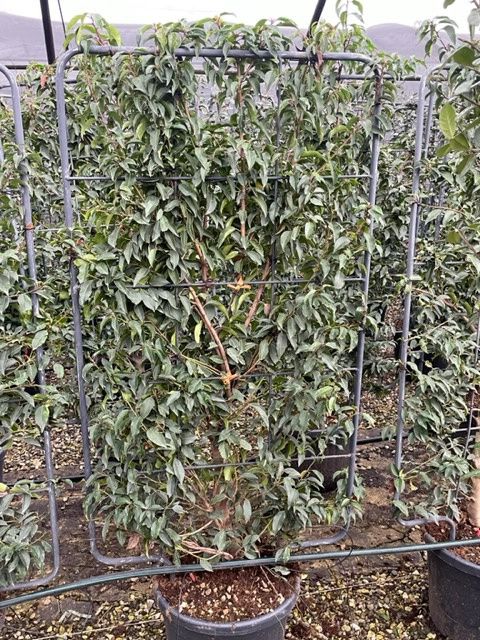 1678260641 IMG 6474 ca36b059