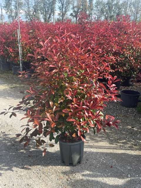 1682668605 photinia Red robin clt18 125 150 ca8adb93