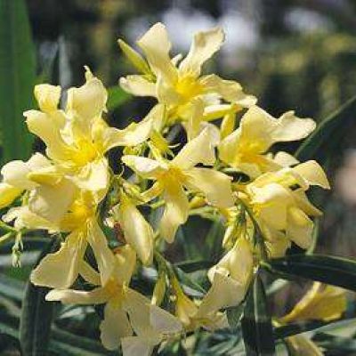NERIUM oleander 'Giallo Doppio'