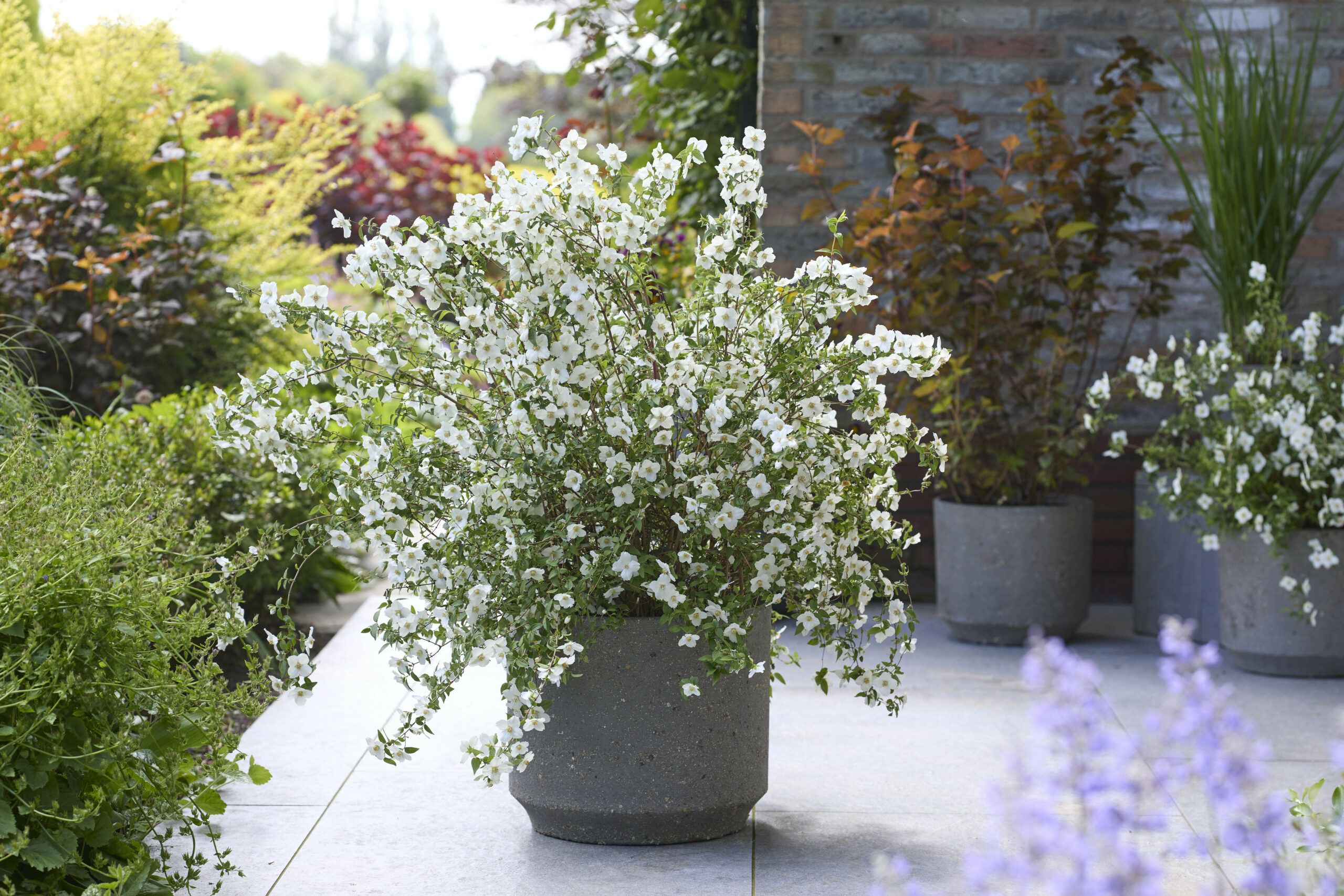 Philadelphus Petite Perfume White 16 scaled cac44e23