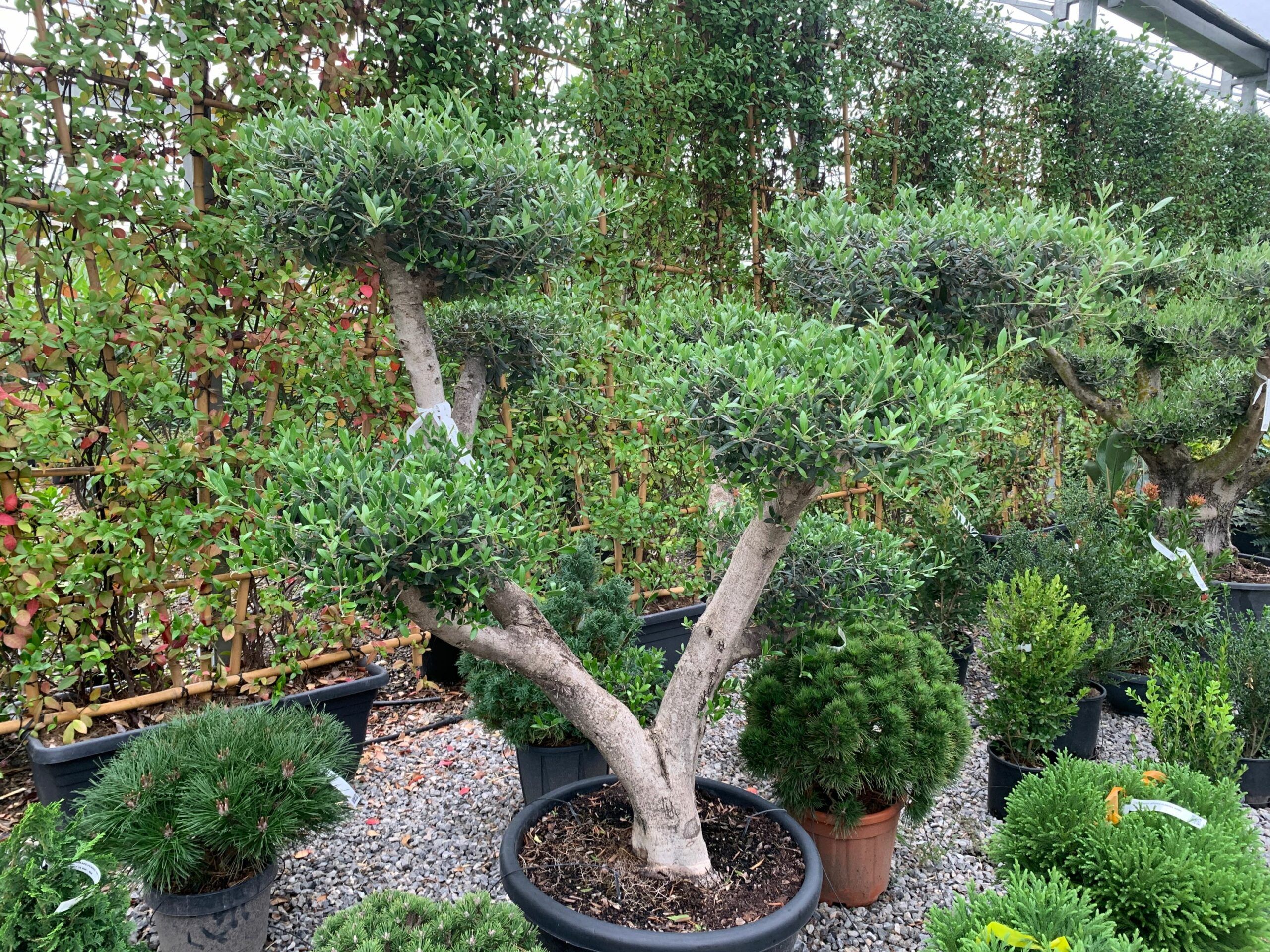 1633337495 scaled cbc2536b