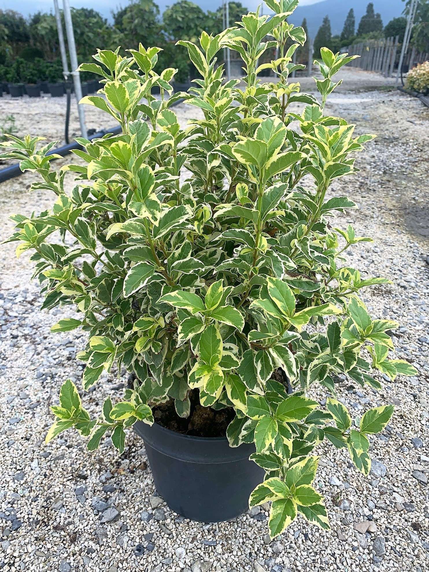 1633770207 01ba961ff7e634f5d7e8bf7650fd188fc1d1d18201 cb73b3ba