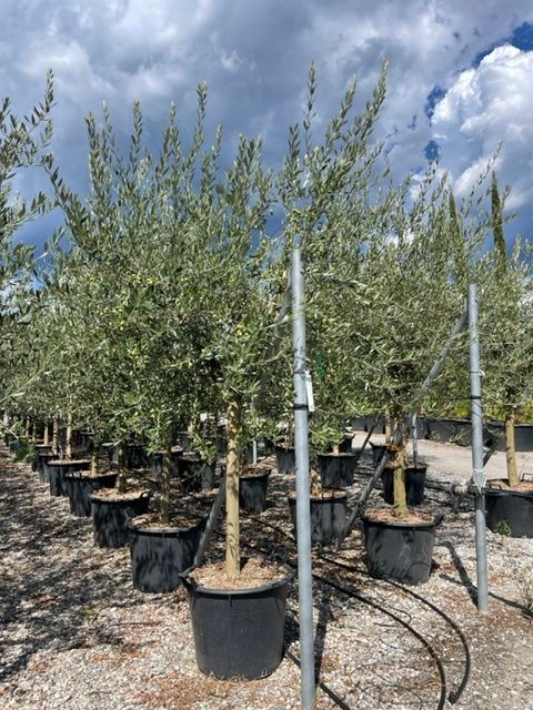 1661589471 OLEA TOSCANA 20 25 C90 cb234ebc