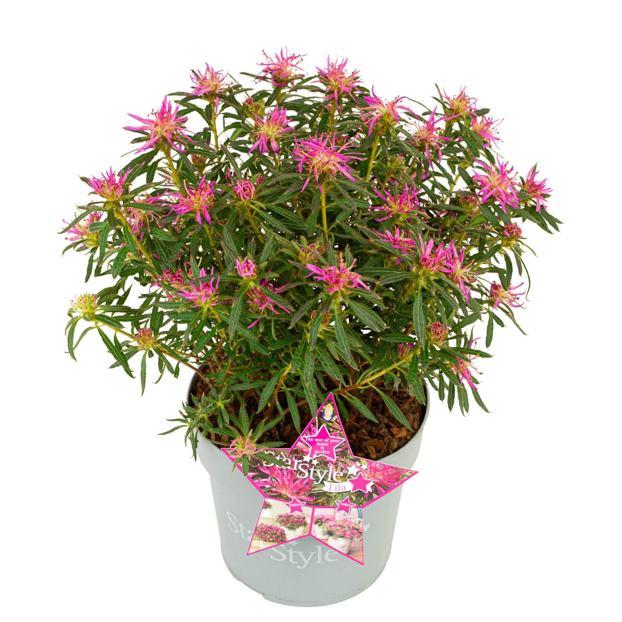 AZALEA 'Star Style Lilac' ®