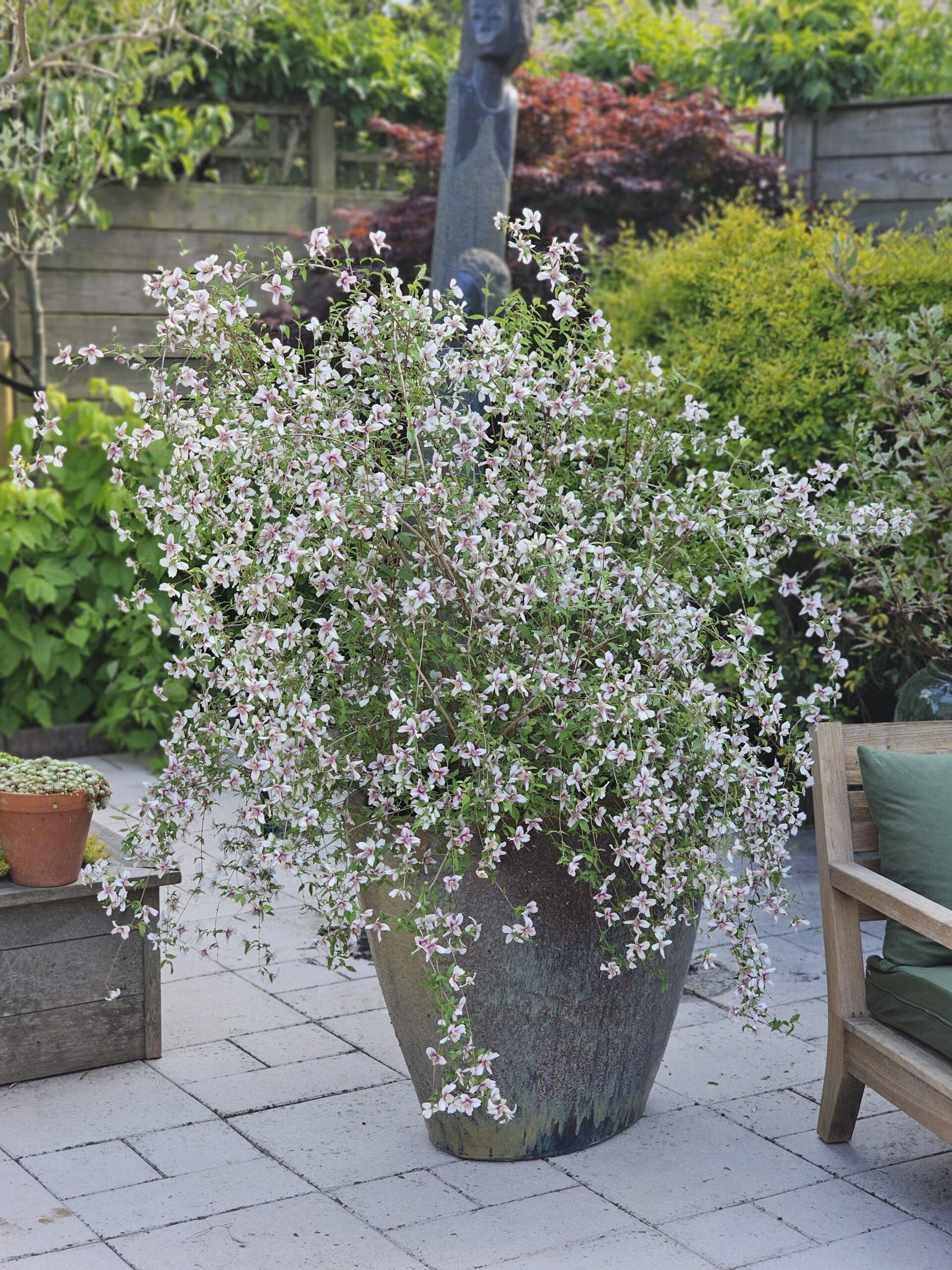 Philadelphus Petite Perfume Pink 11 scaled cb418a18