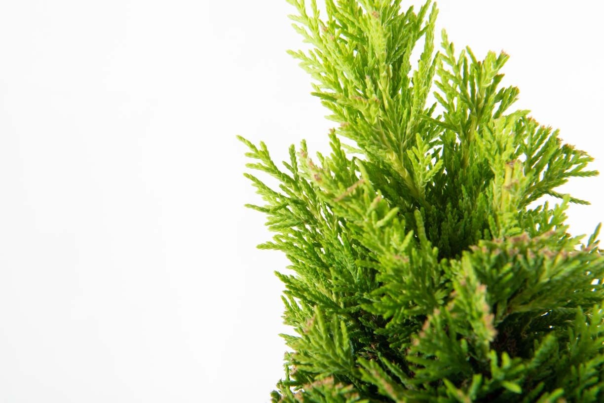 1610104794 1 cccdebfb