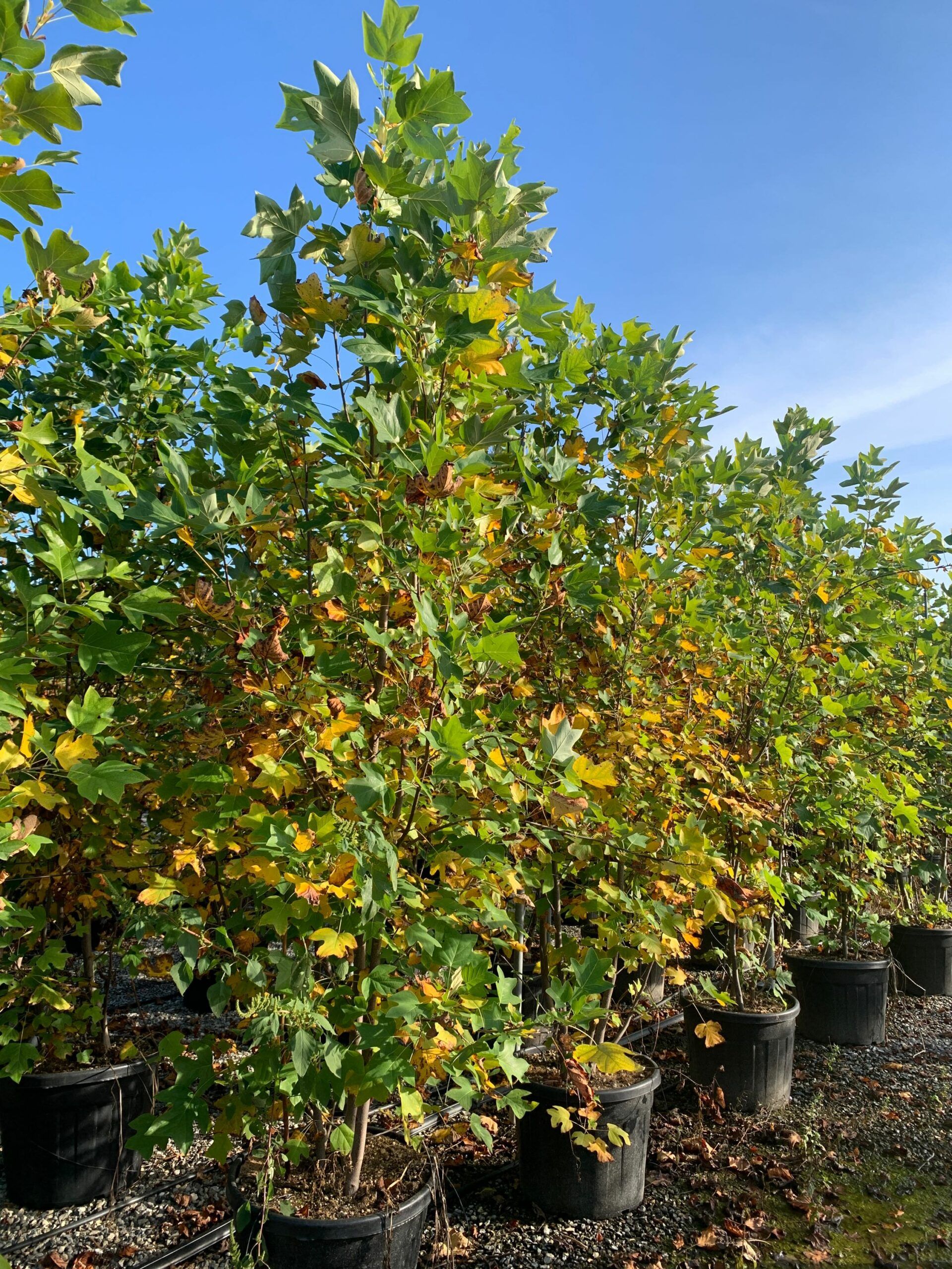 1635429499 scaled ccec0fc0