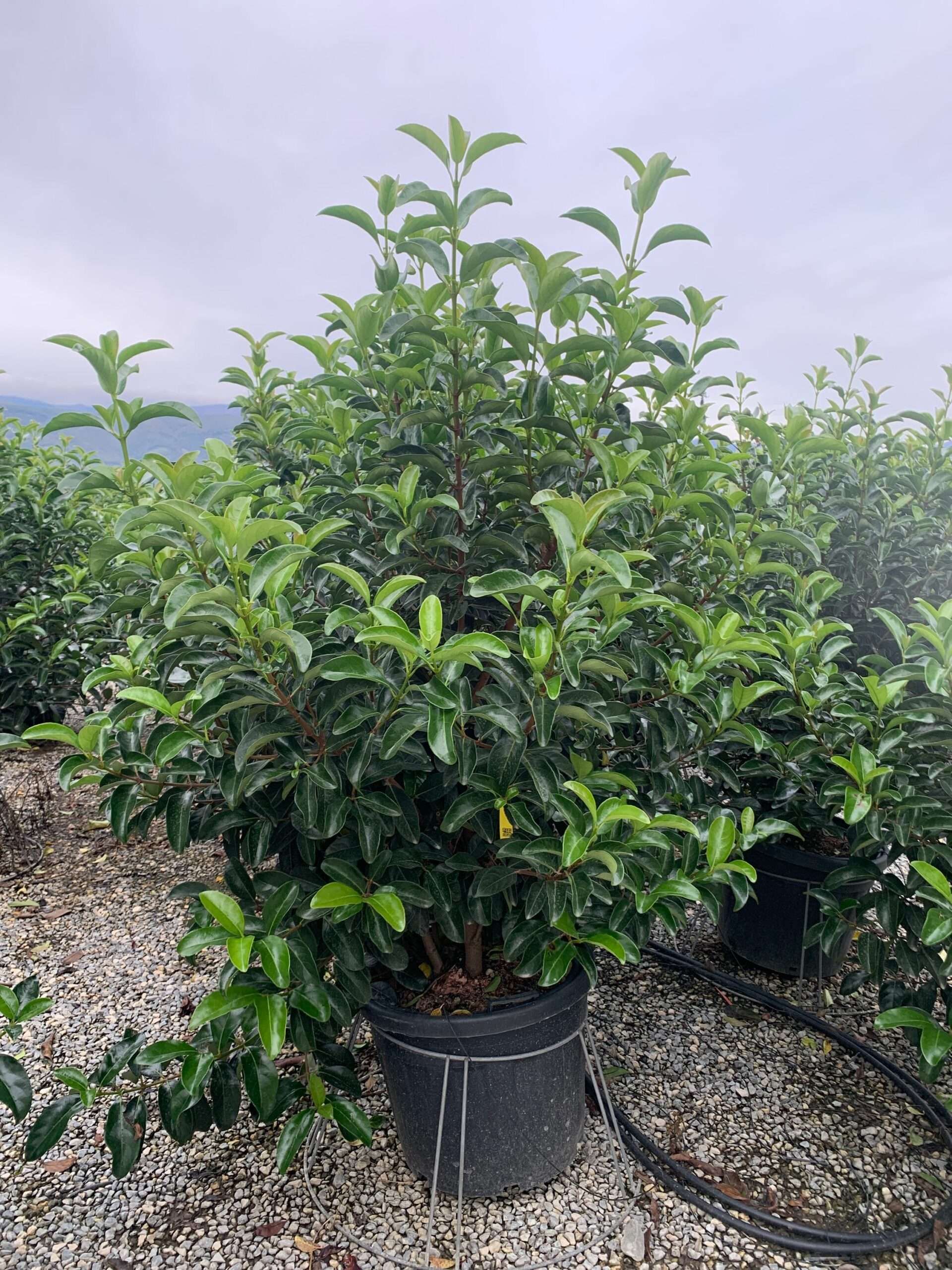 1636123734 scaled ccdeba9e