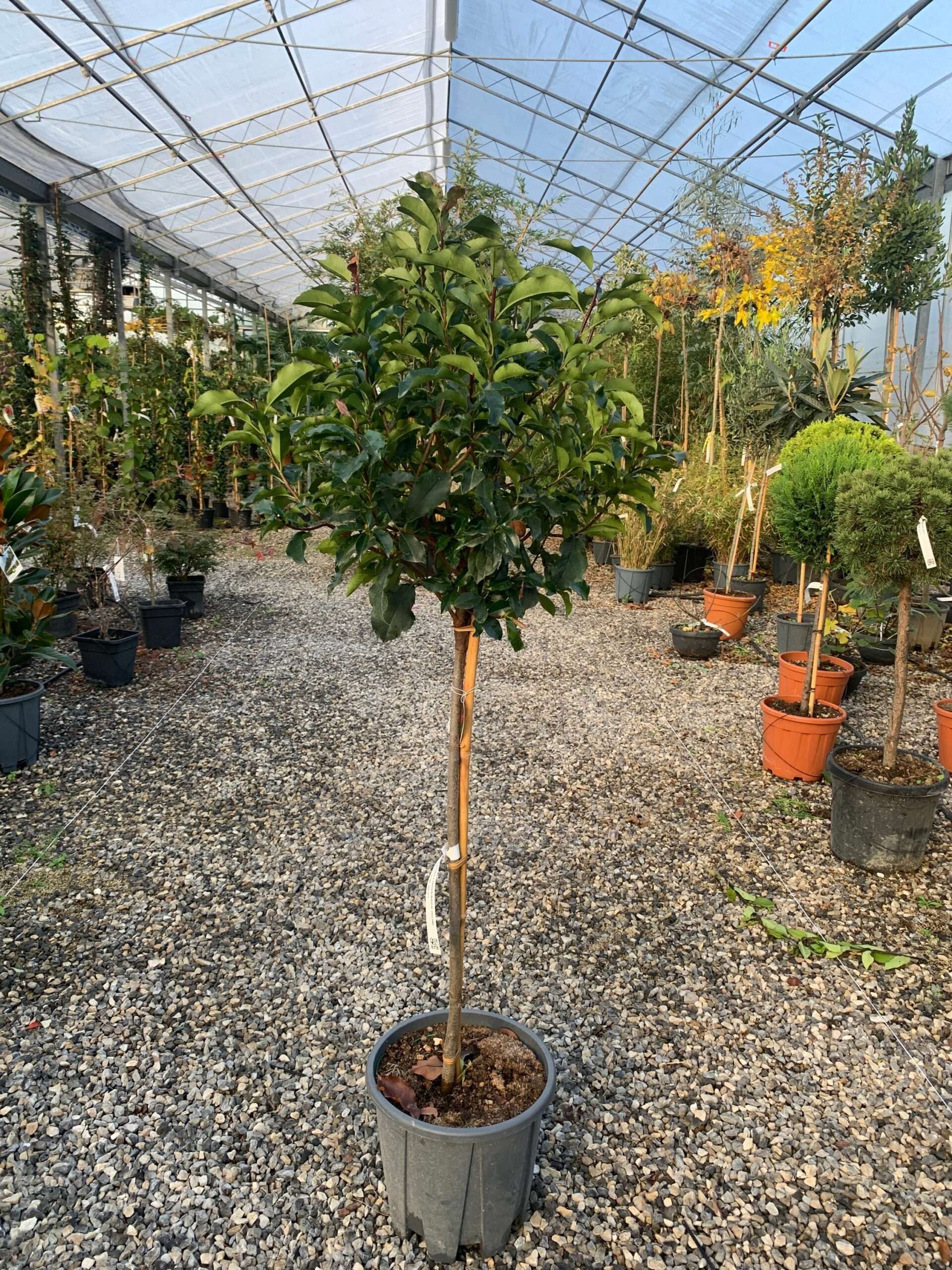 1637243676 scaled cc716cb6