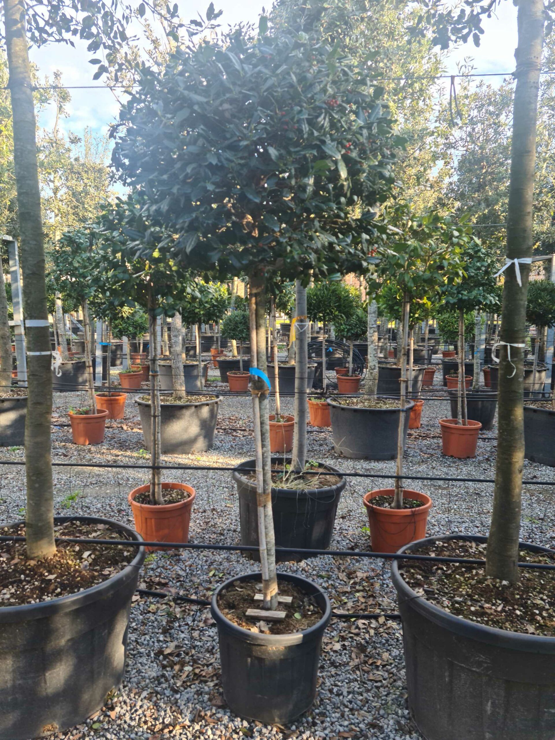 1639403150 scaled ccec0356