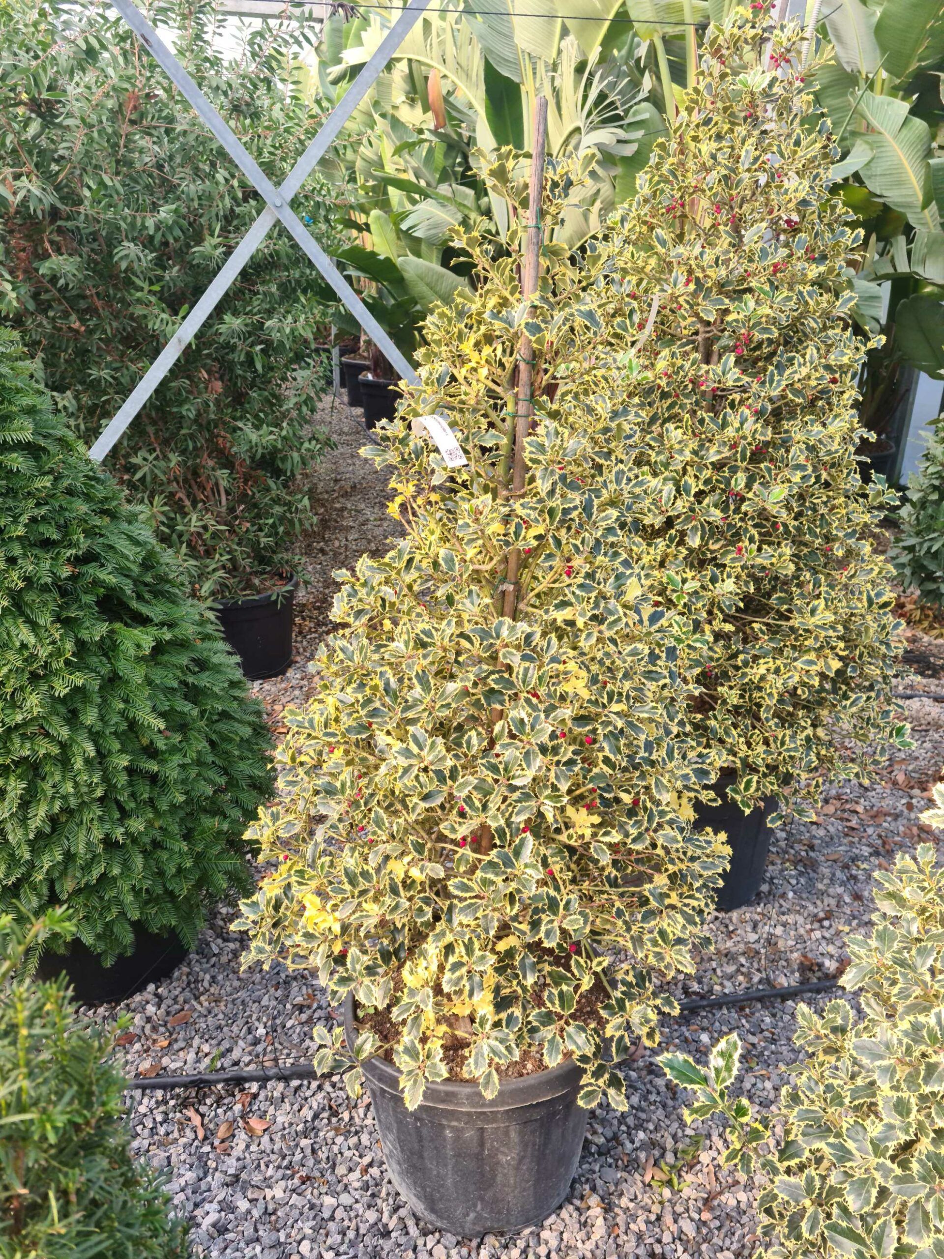 1639478991 scaled cc08cdad