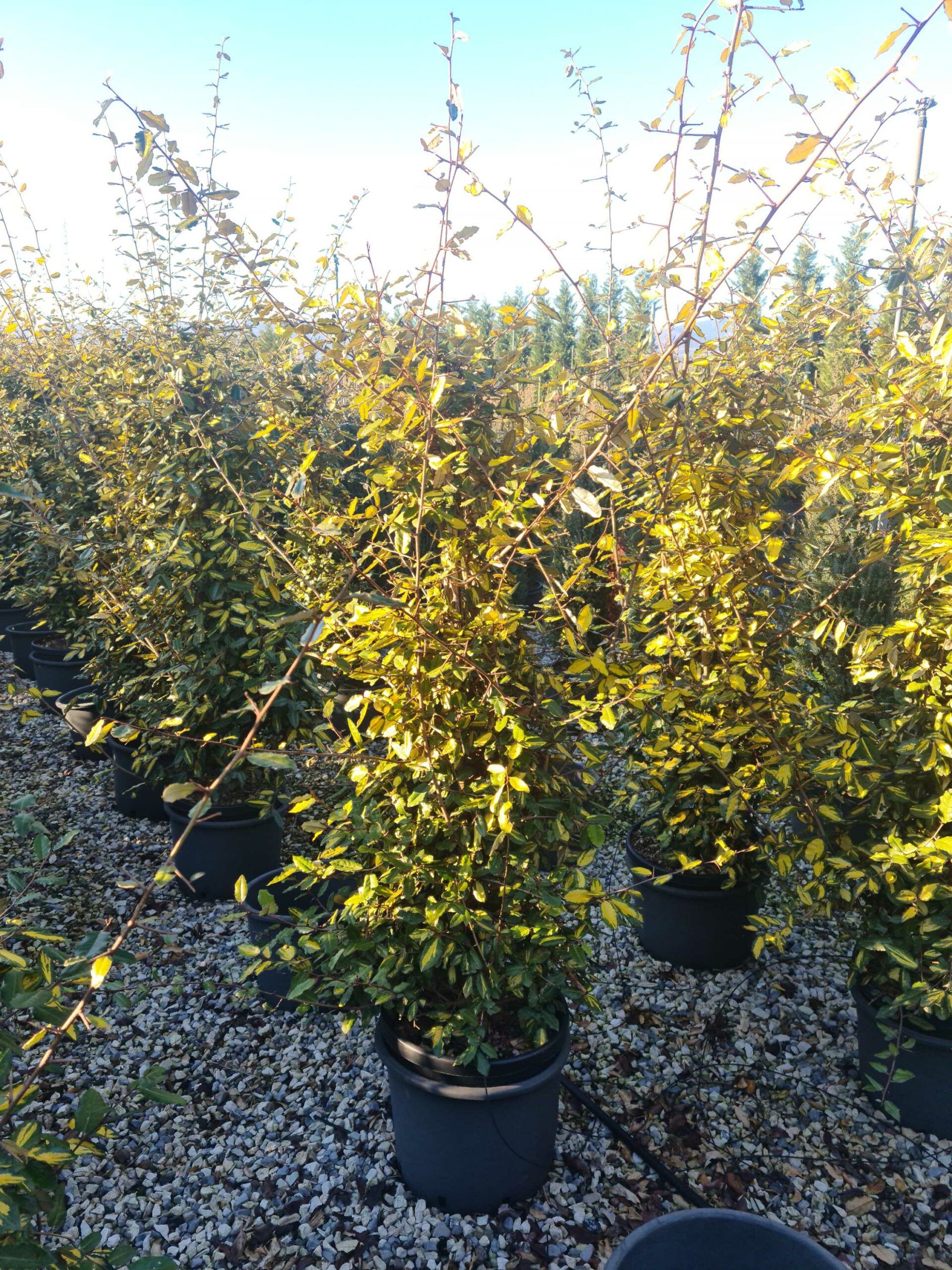 1639663321 scaled cc7ccfcd