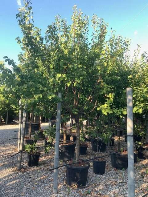 1608299487 rotated cd273818