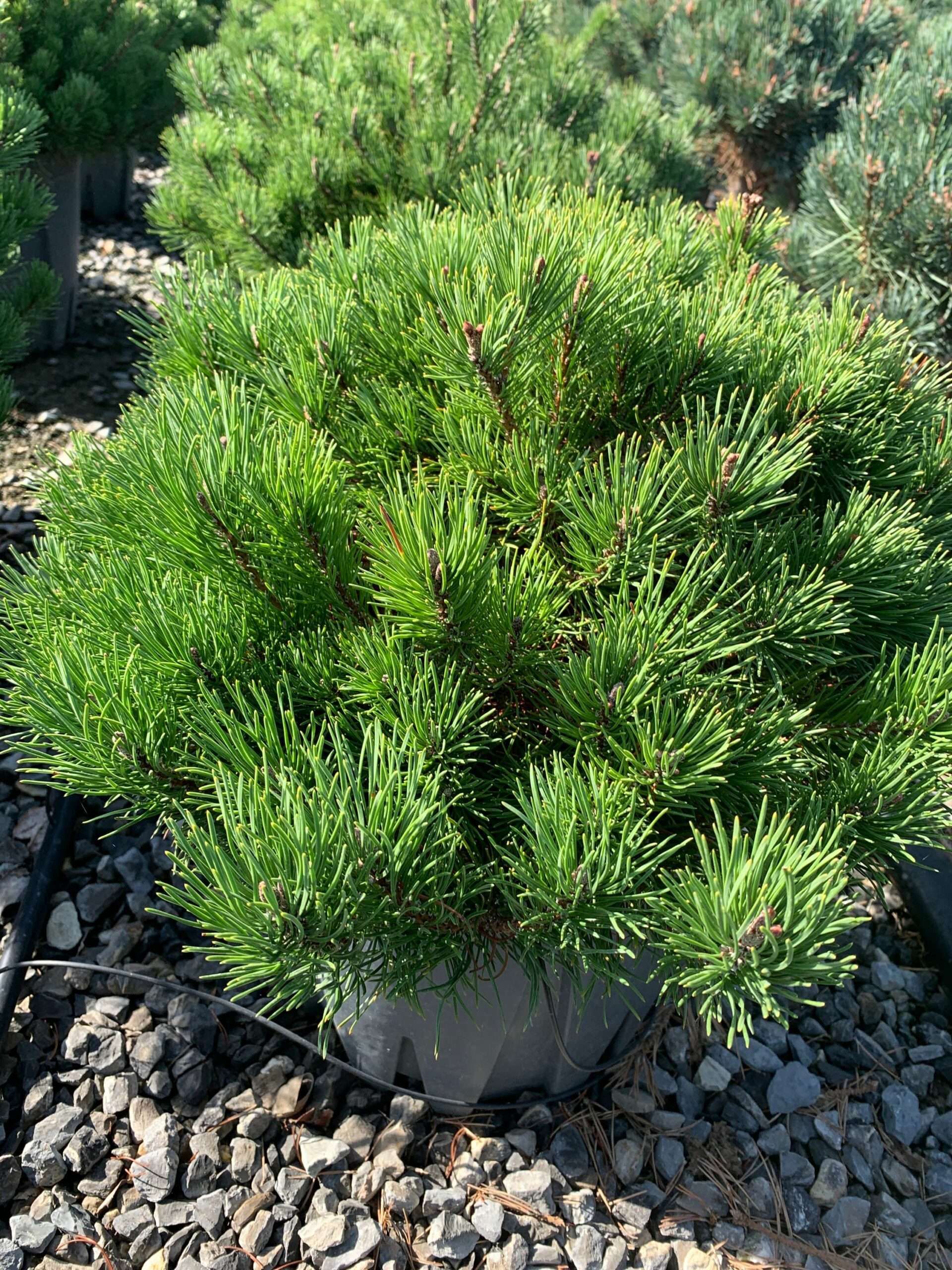 1662363446 scaled cd05fe82