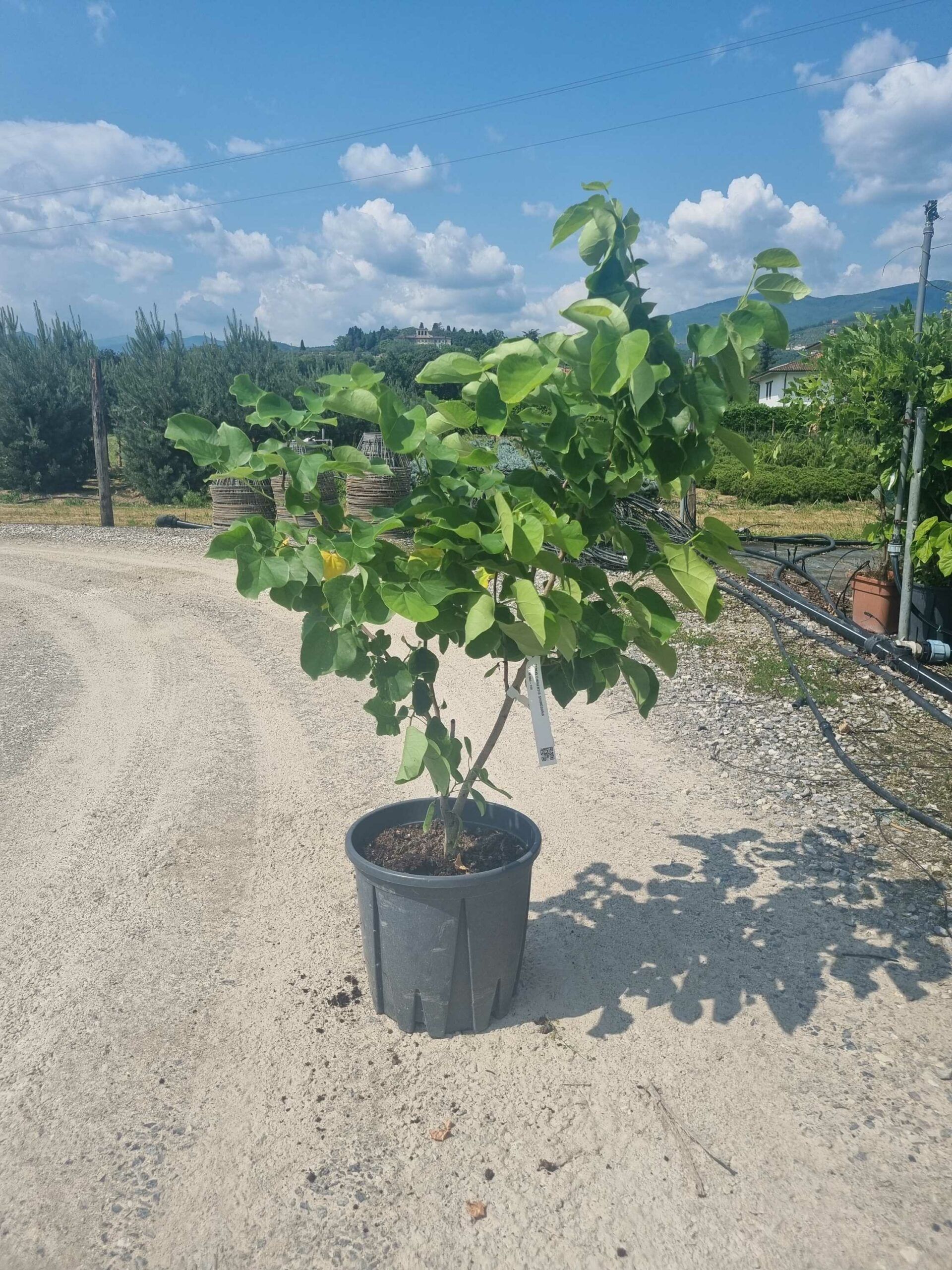 1685452964 scaled cd001576