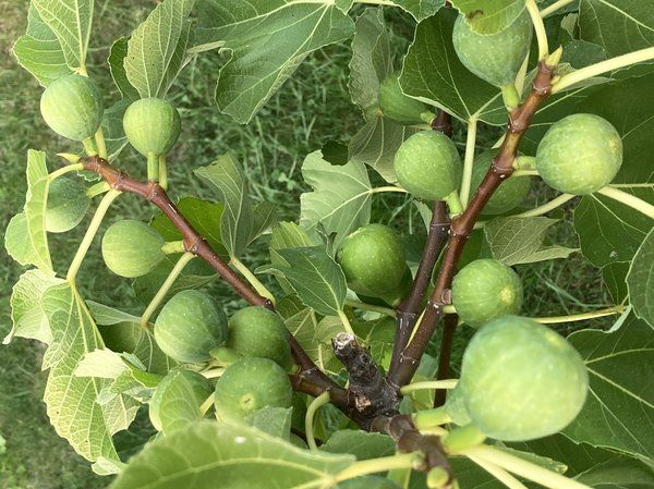 gustis ficcolino 1 cd82469d