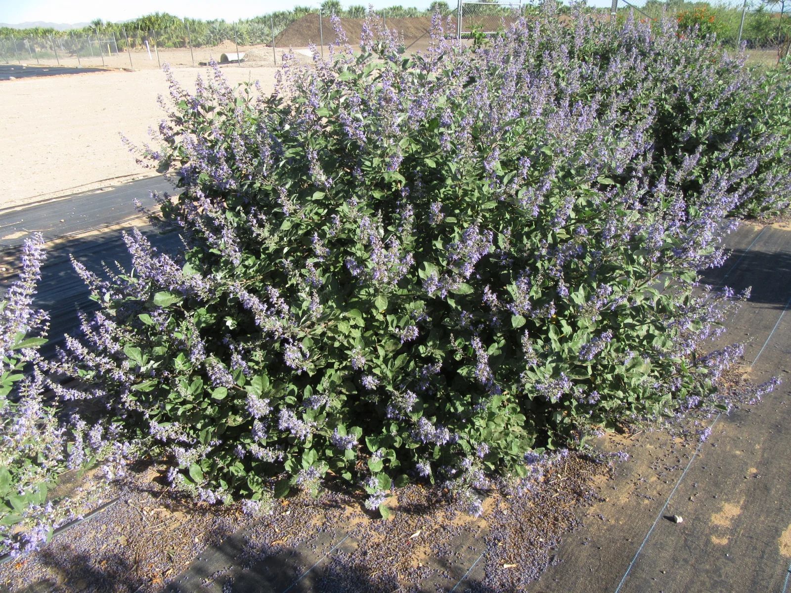 VITEX 'Chicagoland Blues' ®