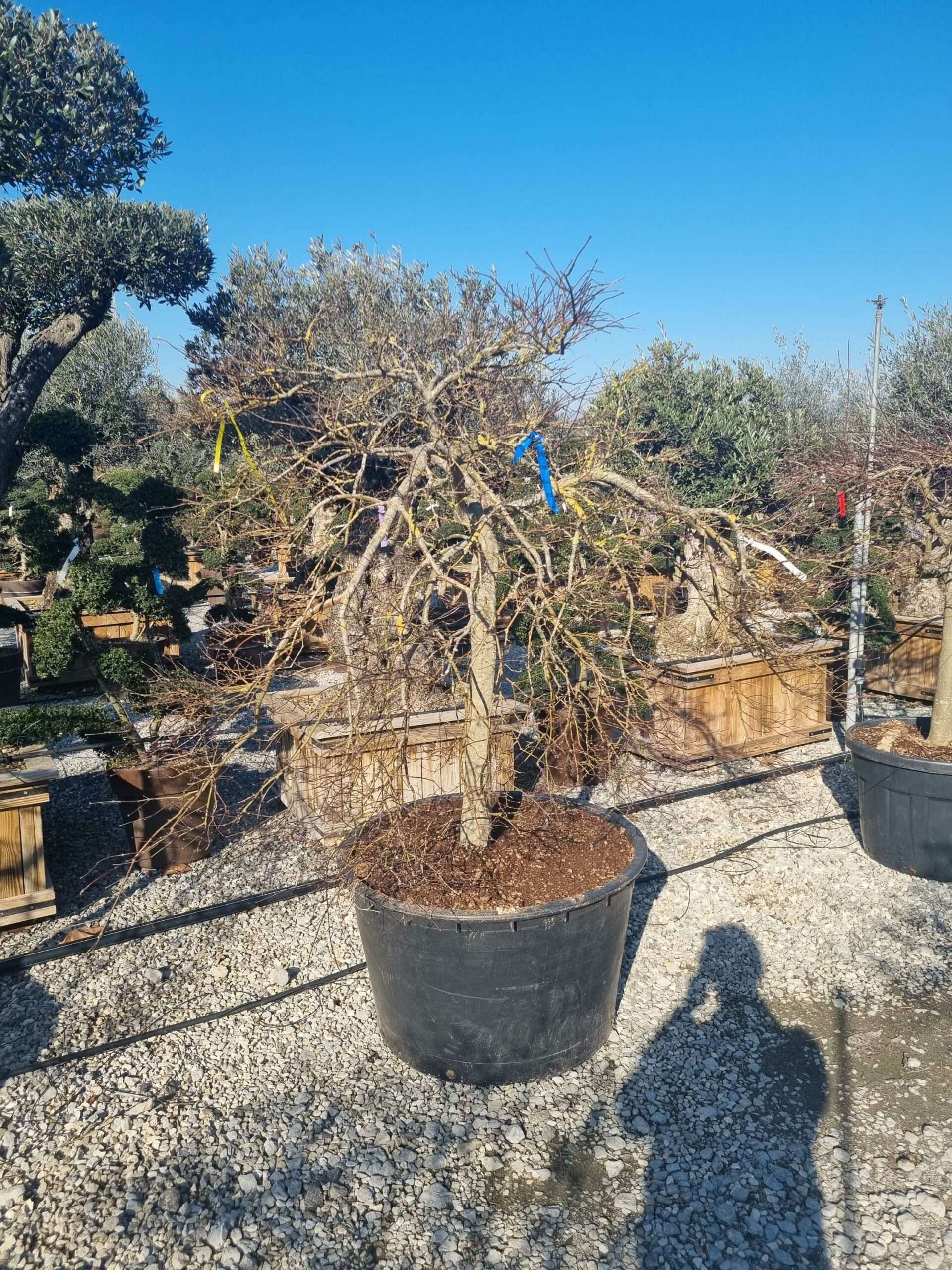 1676366618 scaled ce5c2d8a