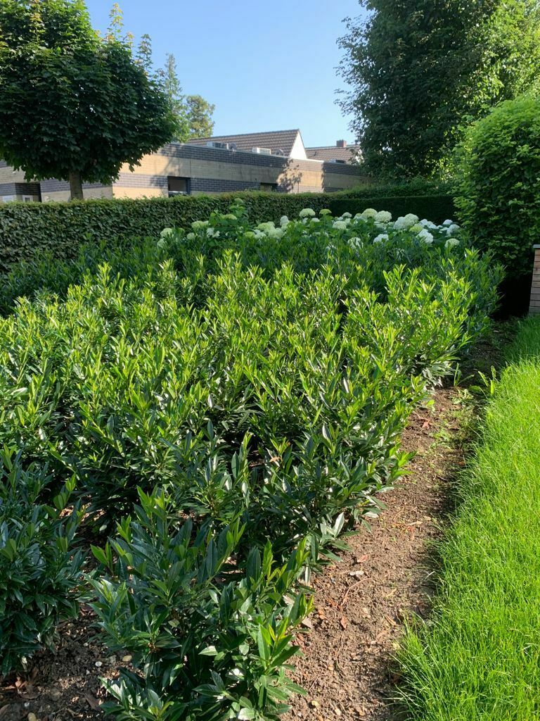 Prunus Otto Supreme 3 ce4c25a8